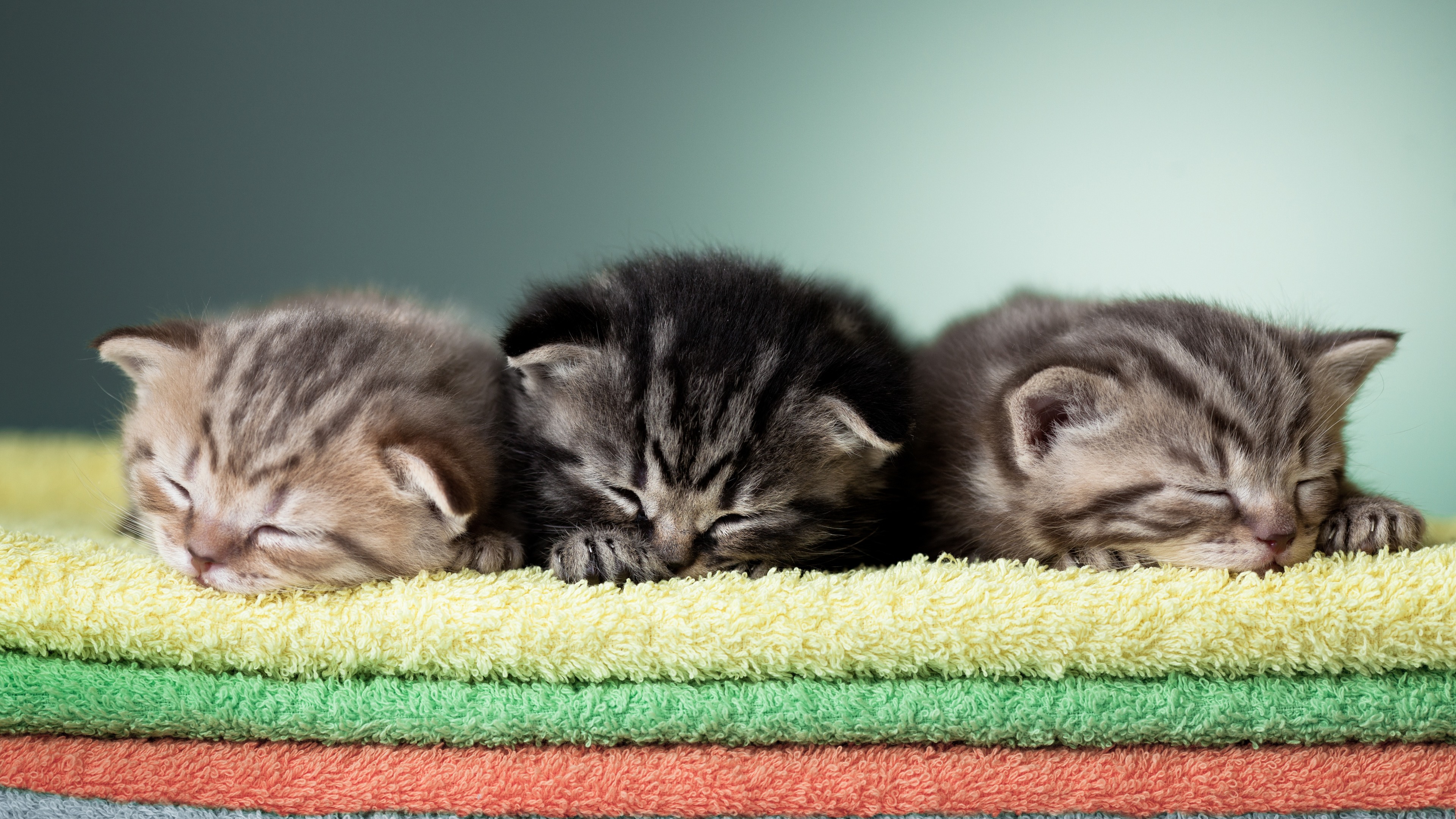 Wallpapers kittens small rug on the desktop