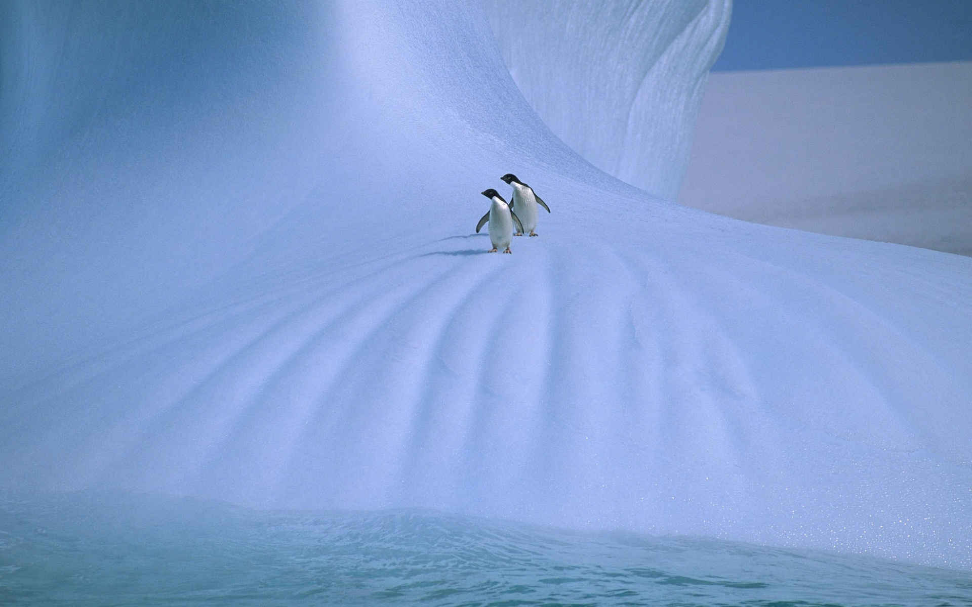 природа льдины лед Антарктида море пингвины животные камни берег скачать