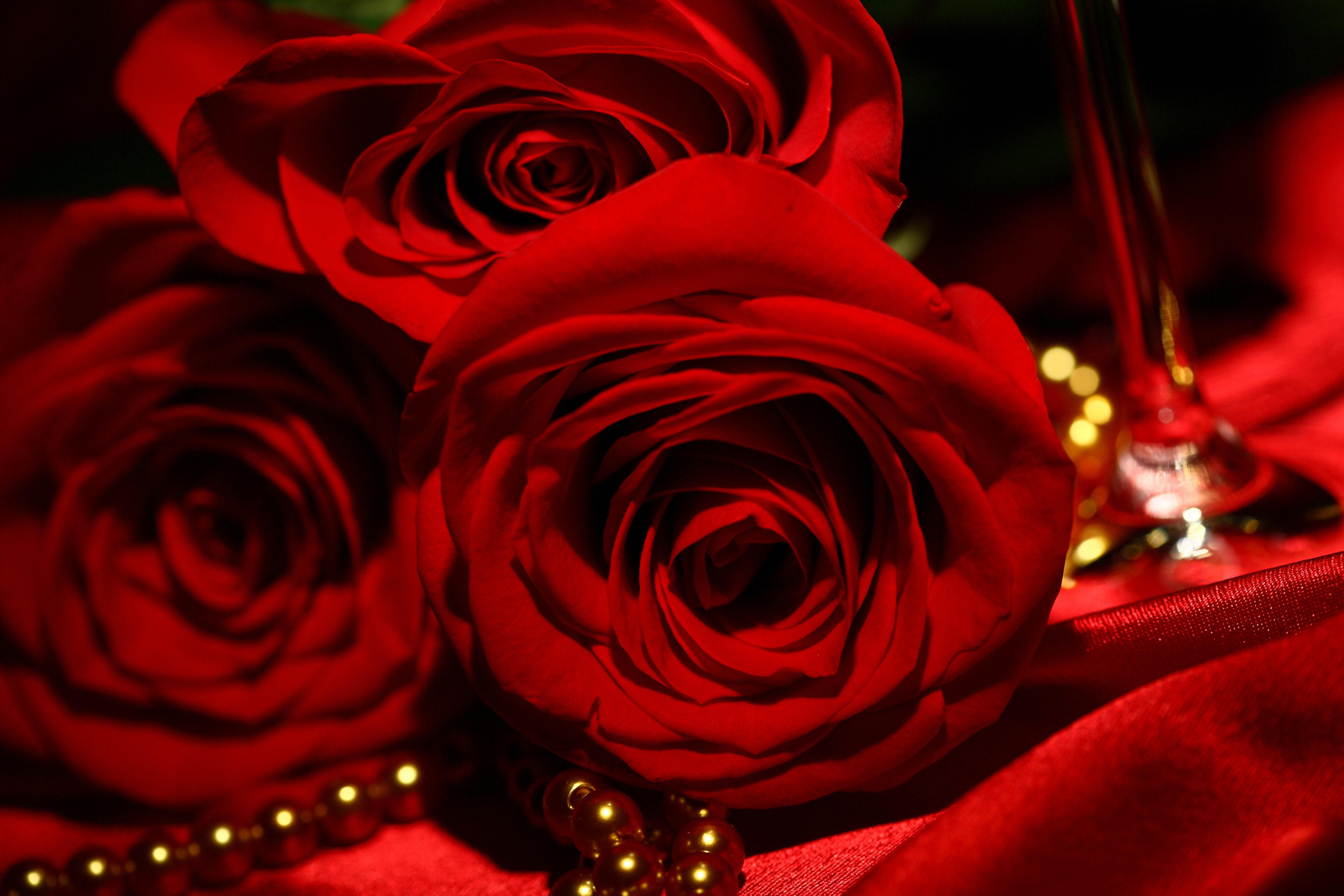 桌面上的壁纸玫瑰 花 玫瑰花瓣