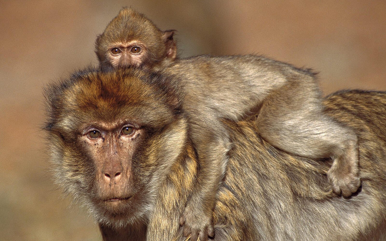 Обои макаки обезьяны мама на рабочий стол