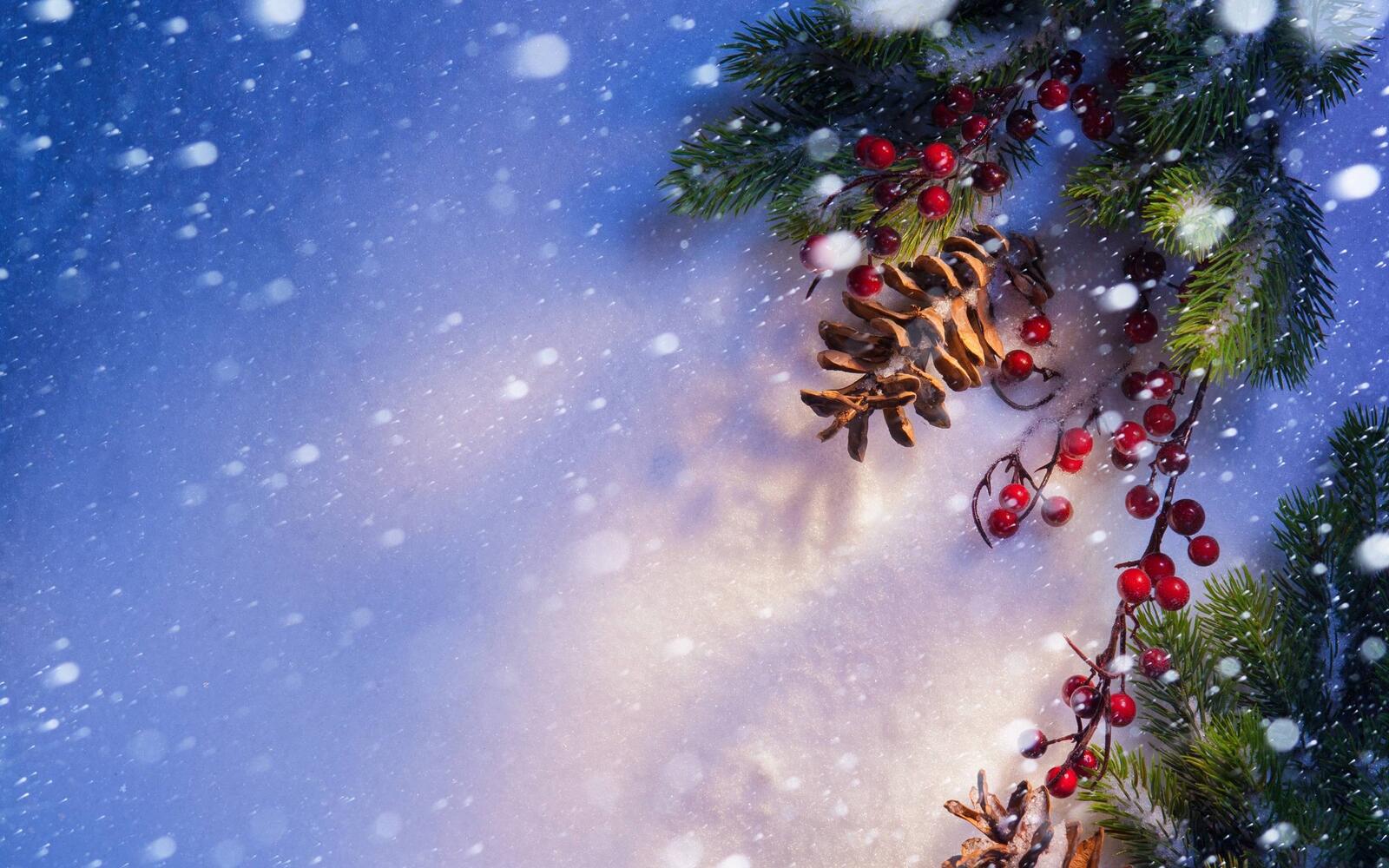 Wallpapers New Year s cones and berries Christmas tree branches snow on the desktop