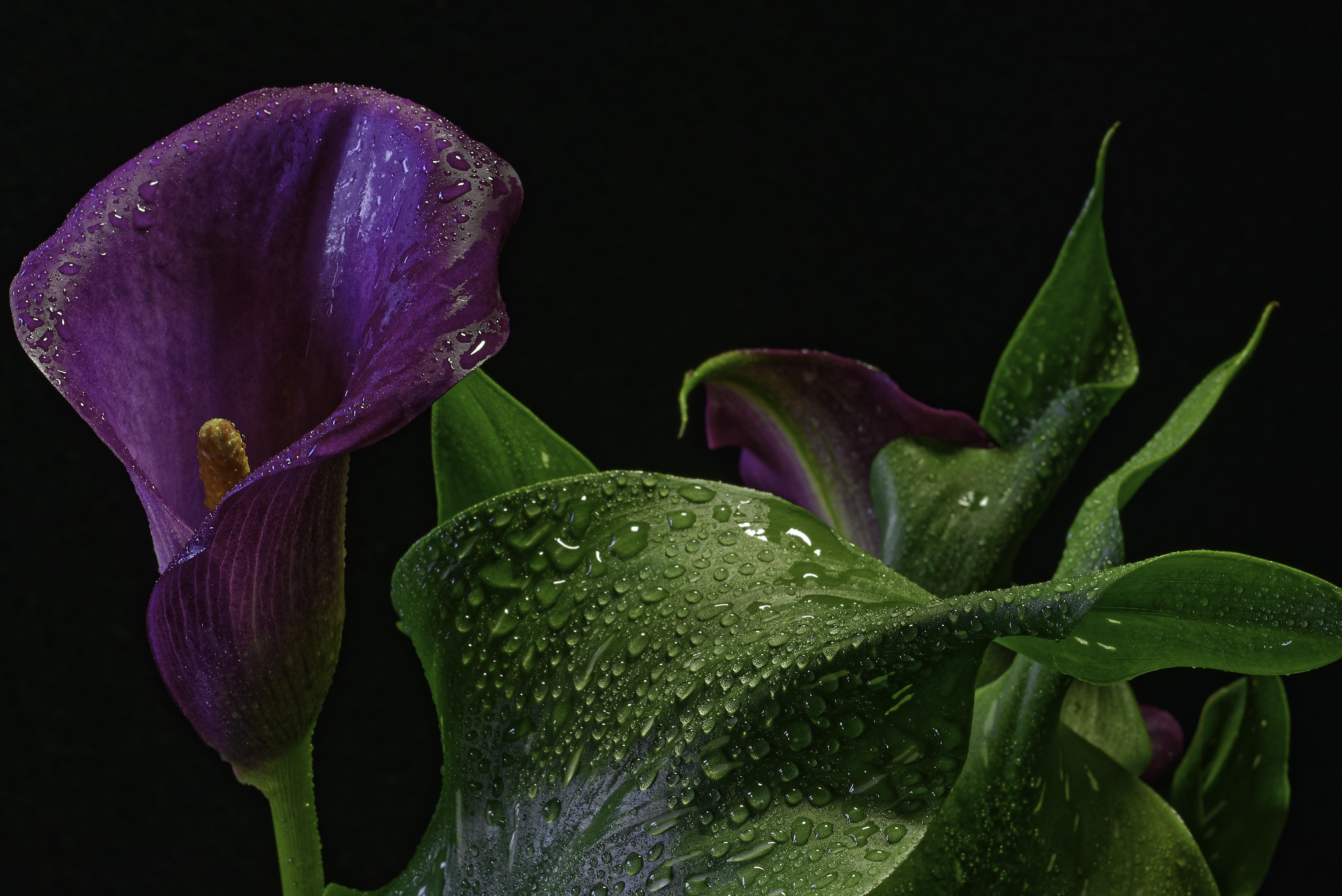 Обои Purple Calla растение цветок на рабочий стол