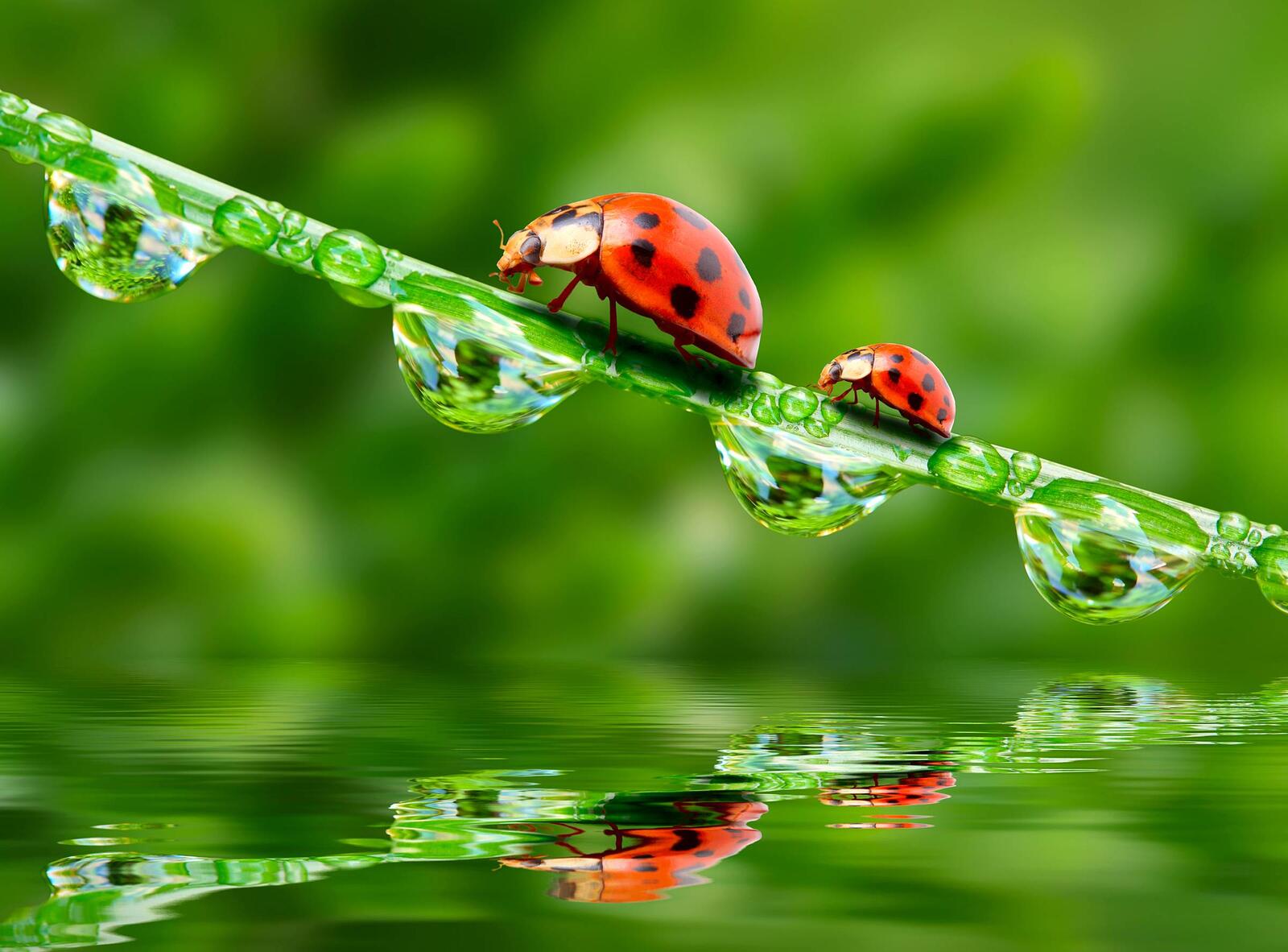 Wallpapers macro ladybug dew on the desktop