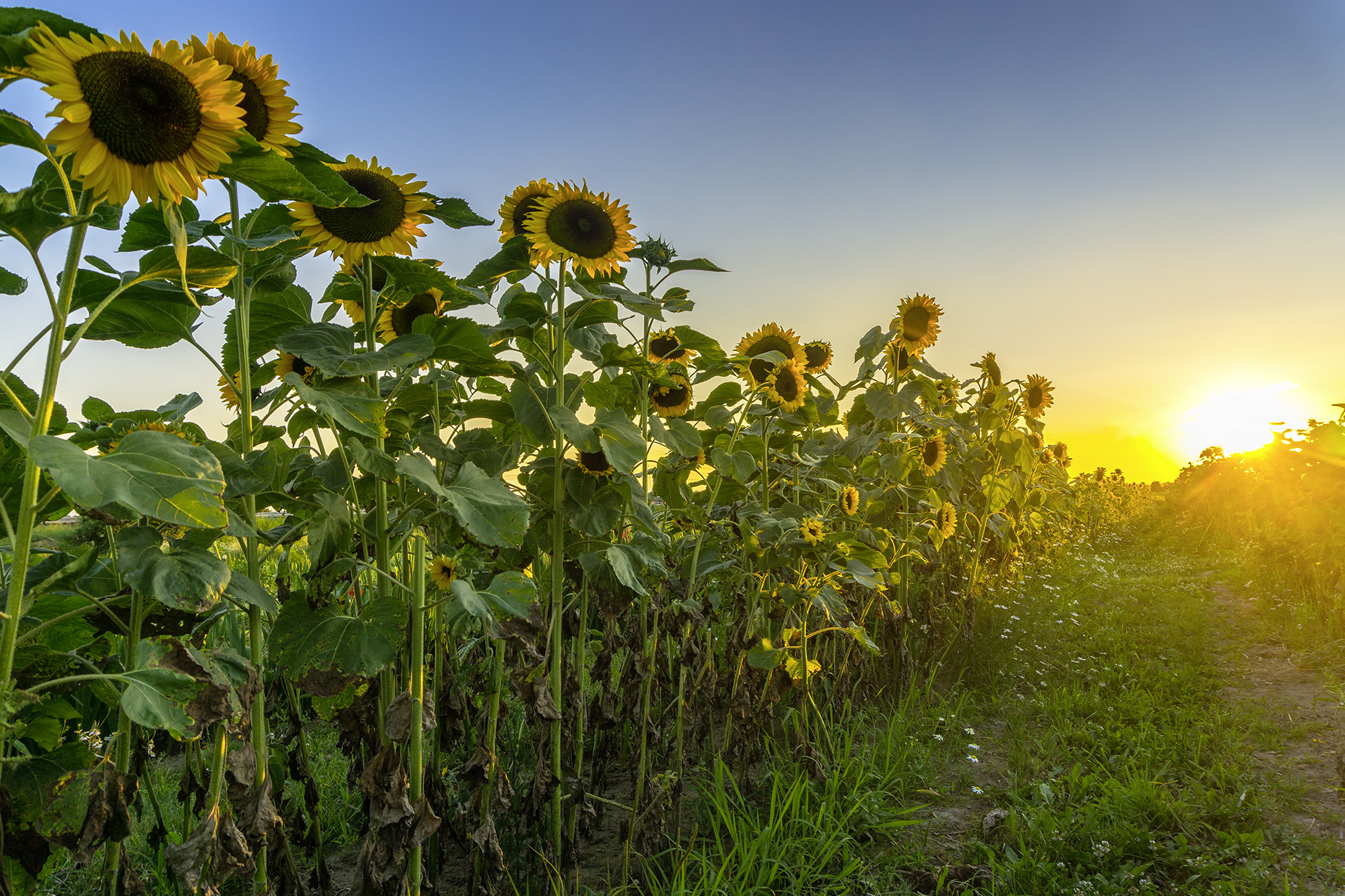 Wallpapers sunny weather sunflowers evening on the desktop