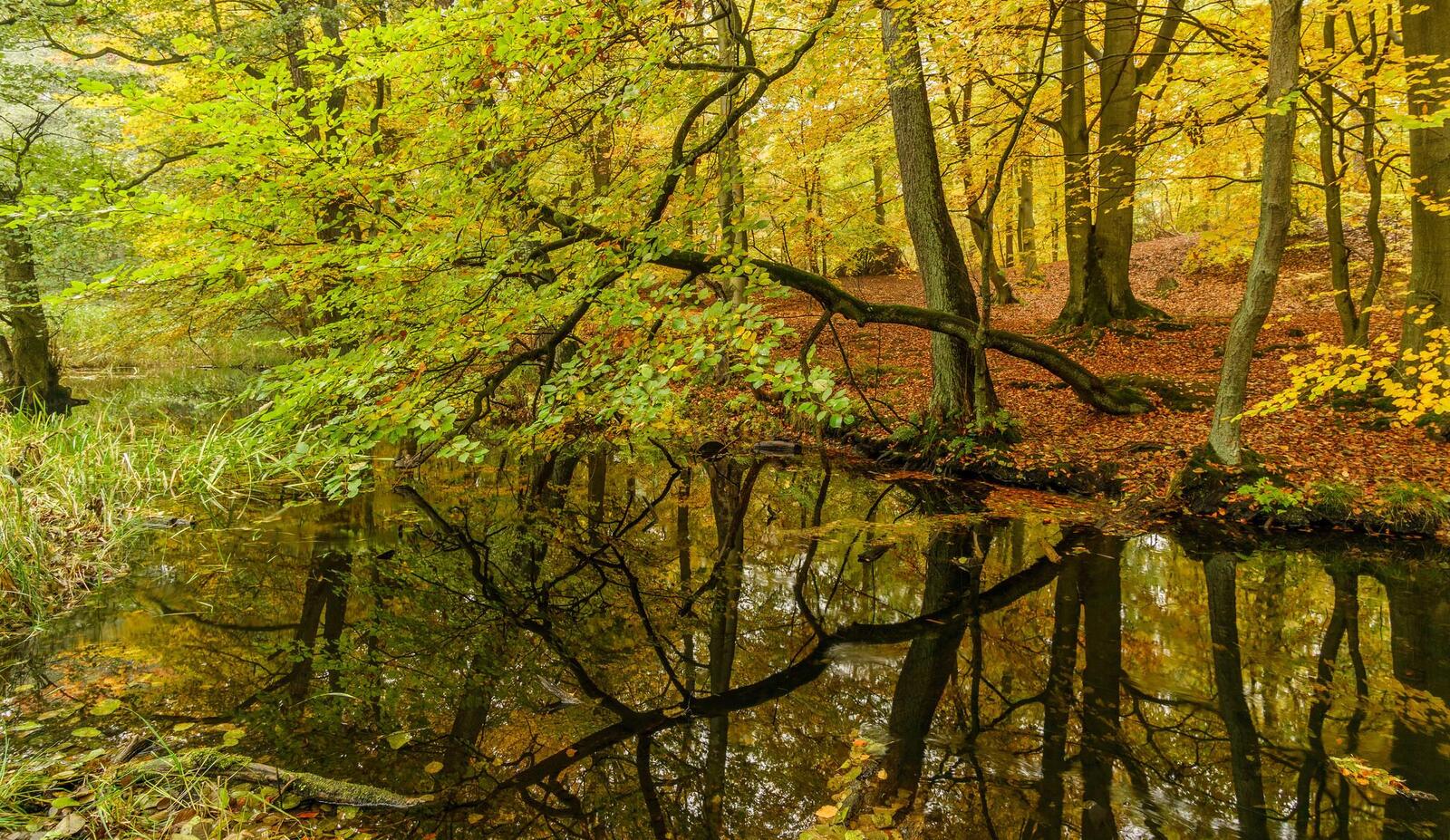 Wallpapers green leaves forest landscapes on the desktop