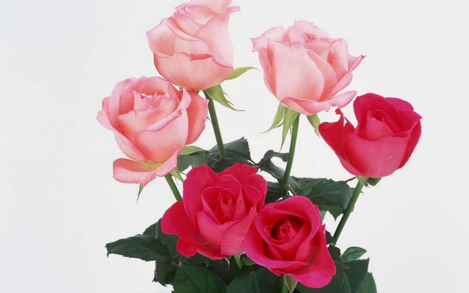 Обои розы красные розовые на рабочий стол
