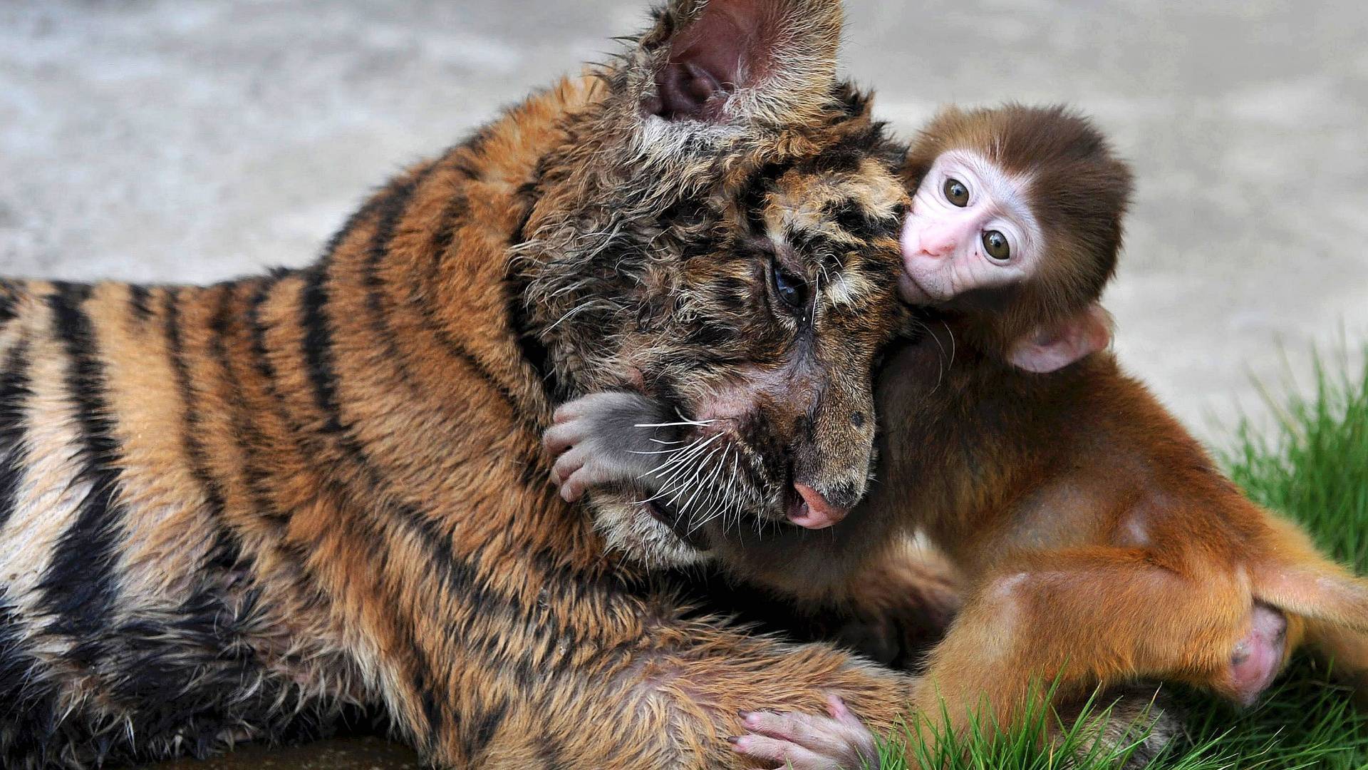 Обои тигр и обезьянка друзья ситуации на рабочий стол
