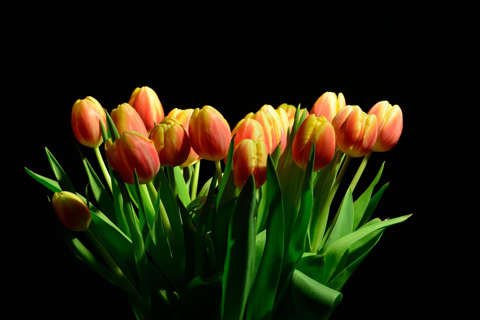 Обои флора букет тюльпанов тюльпан на рабочий стол
