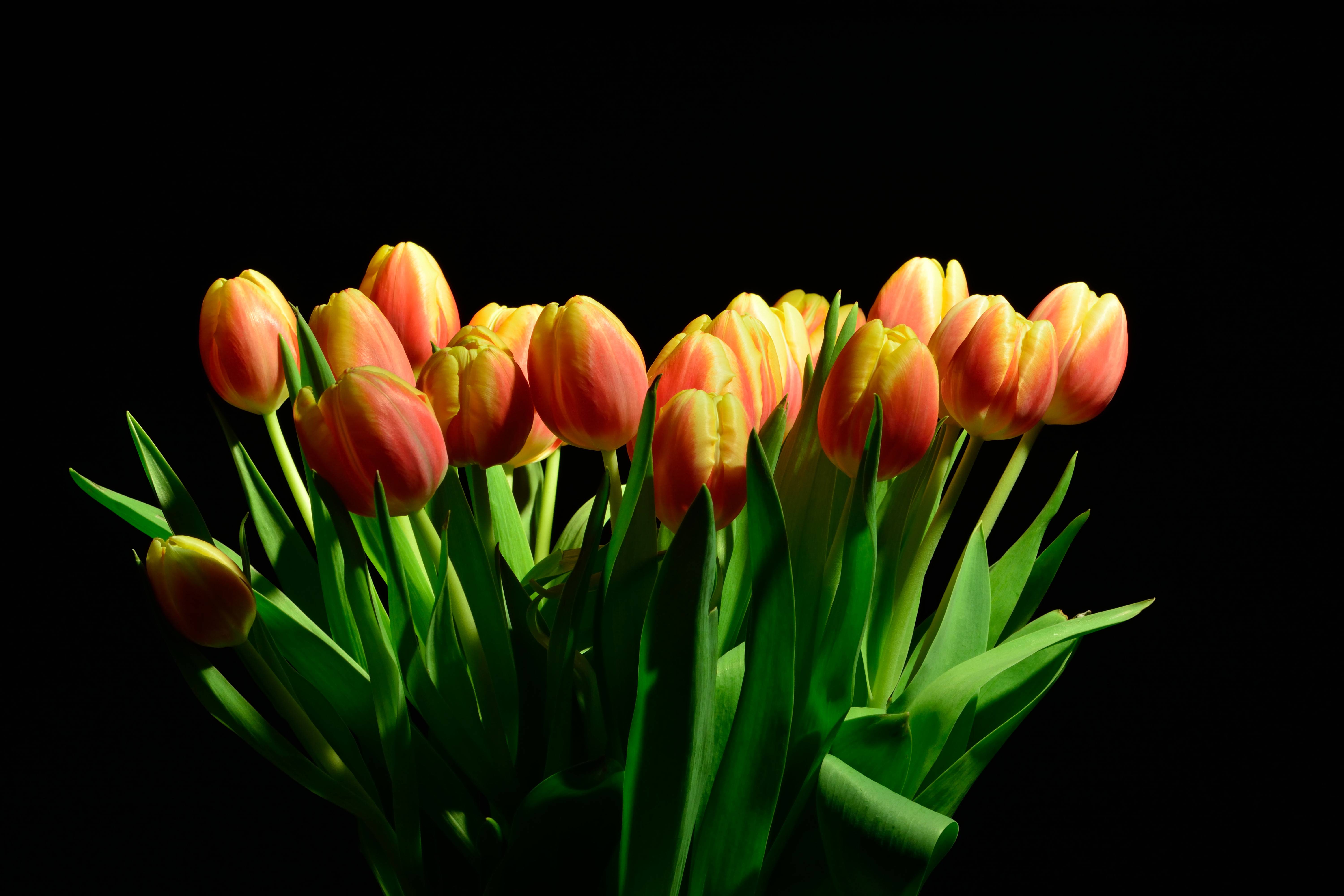 Бесплатные картинки тюльпанов