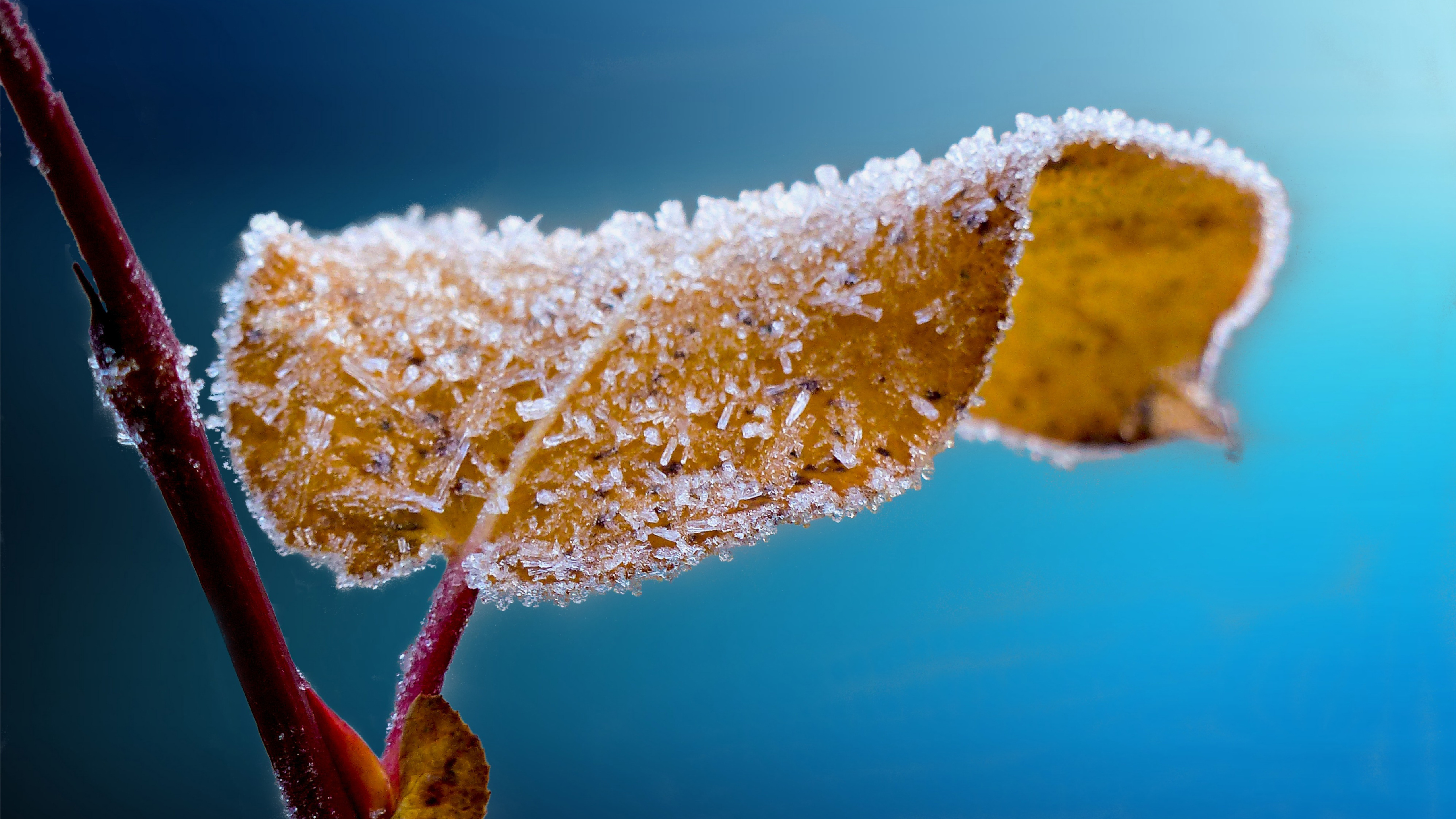 Photo free leaf in frost, autumn, frost