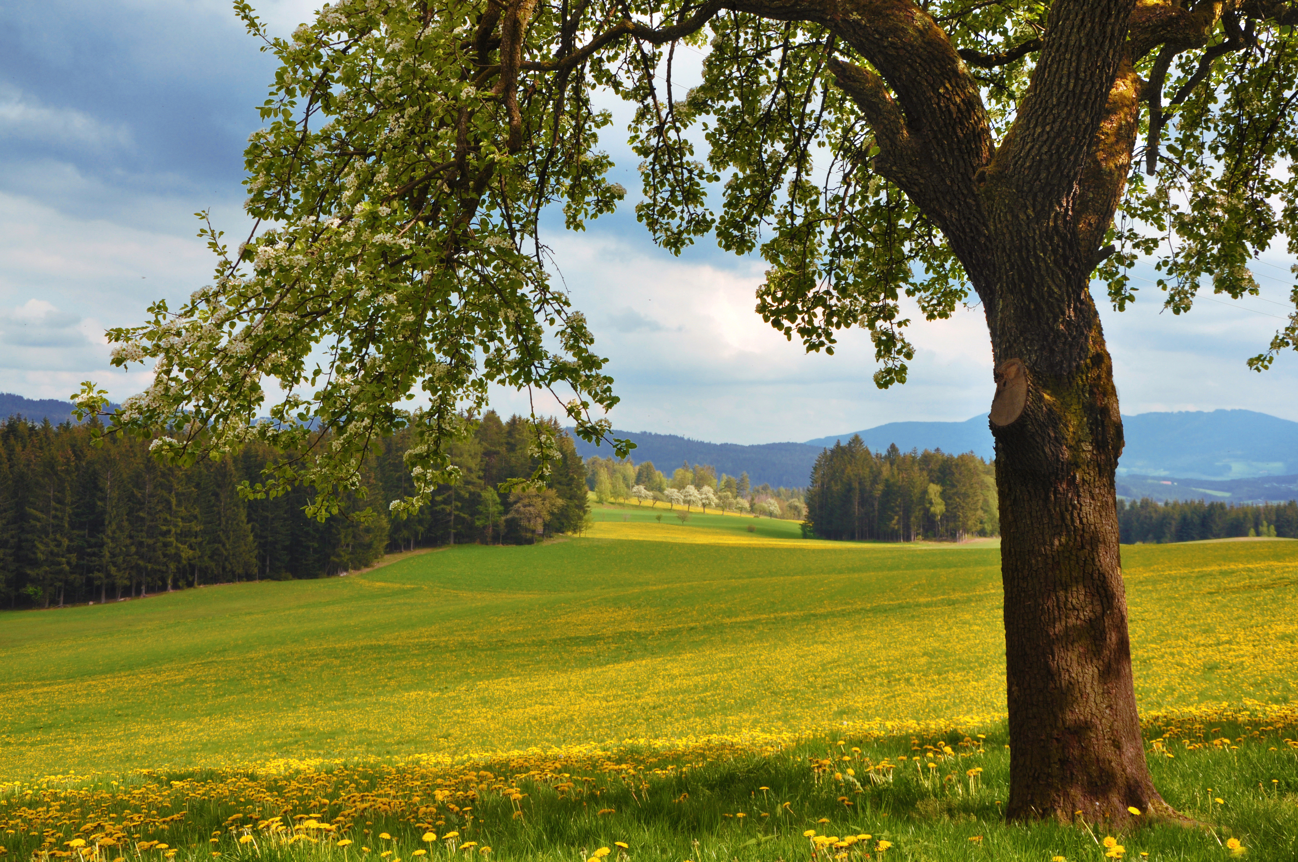 Фото бесплатно лето, желтое поле, полевые цветы