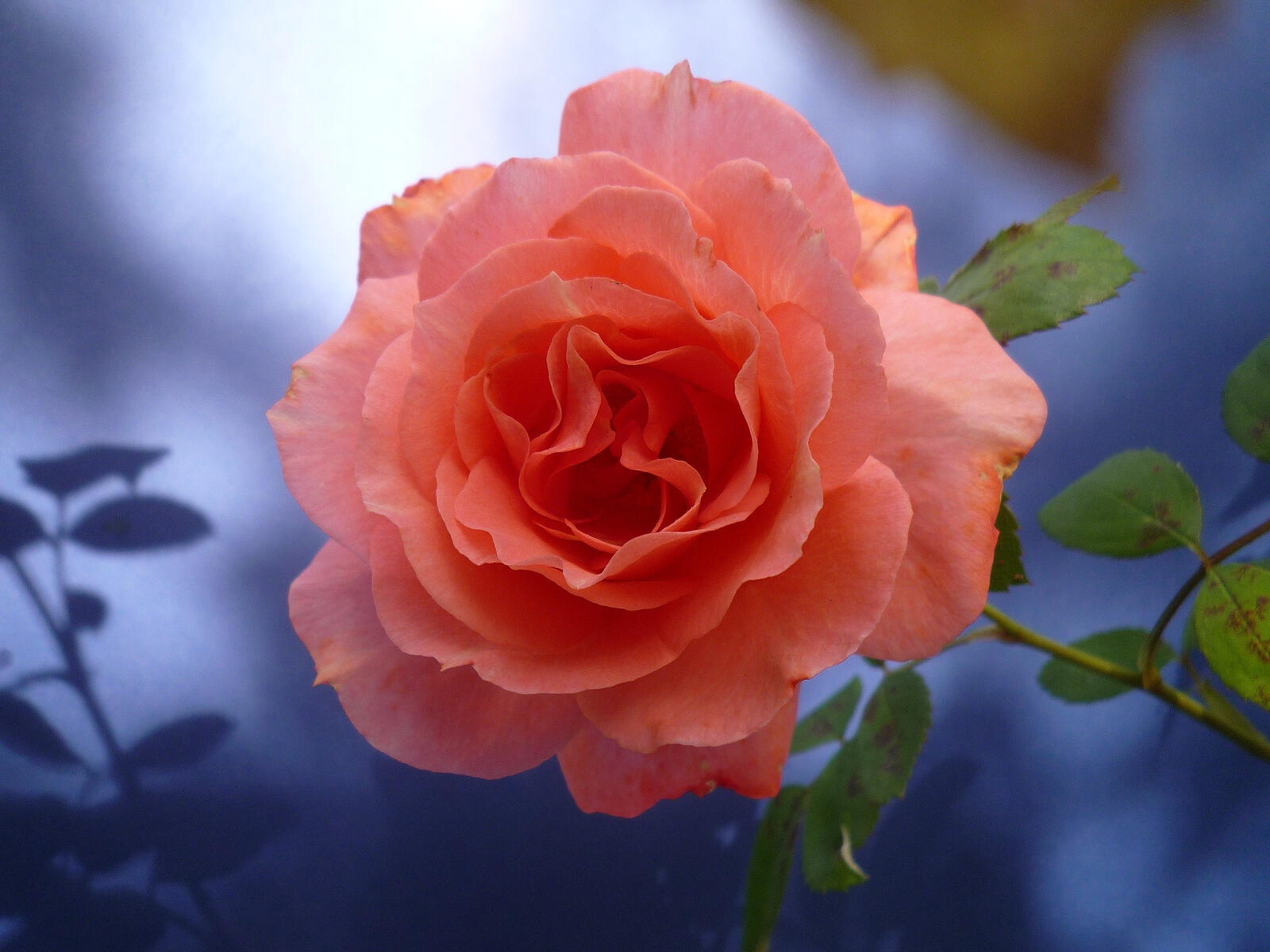 Обои цветок розовая роза одинокий бутон на рабочий стол