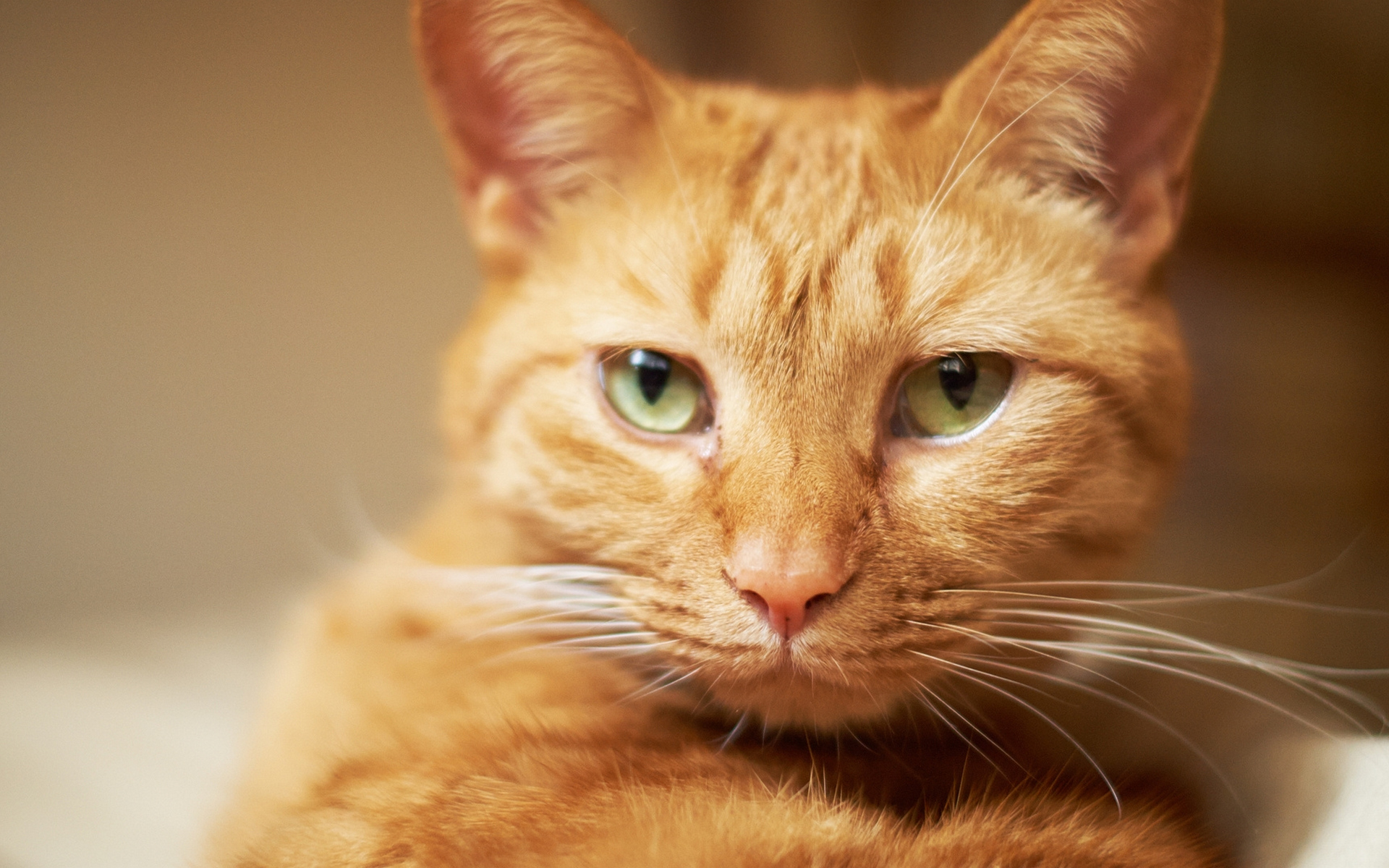 Бесплатное фото Рыжий кот с белыми усами