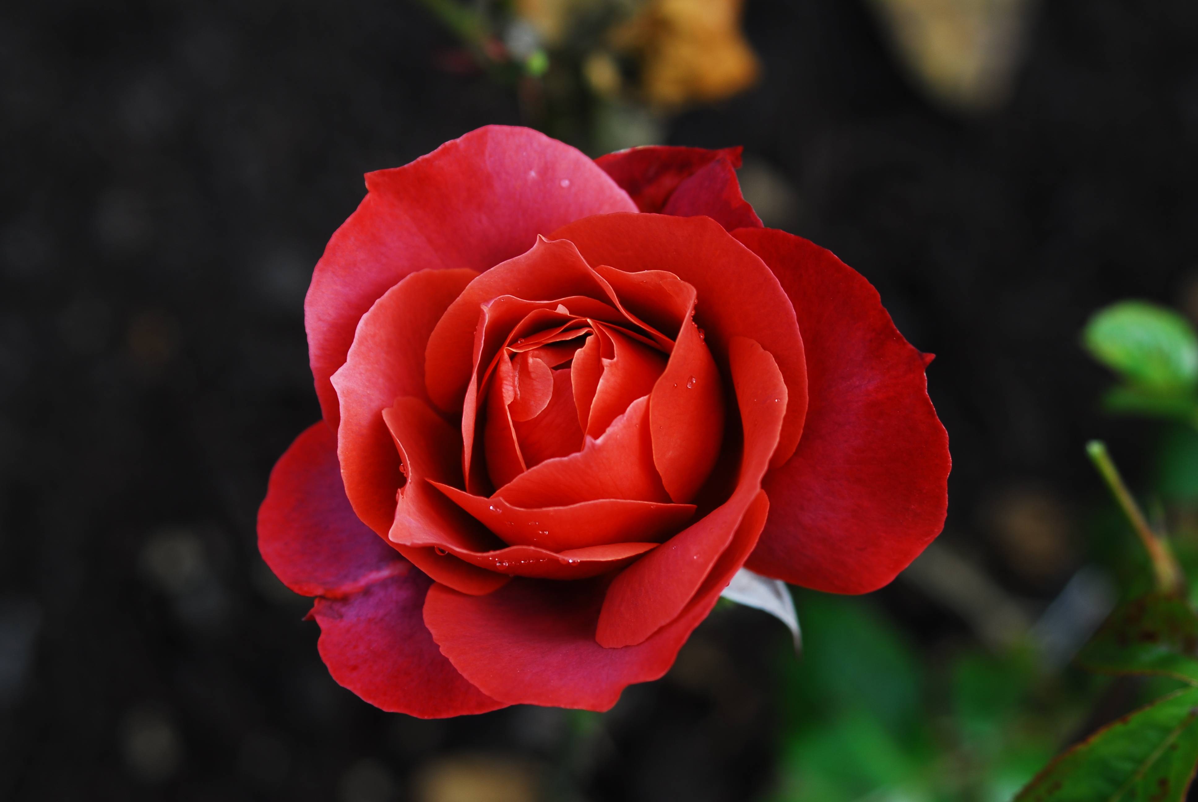 桌面上的壁纸红玫瑰 鲜花 花