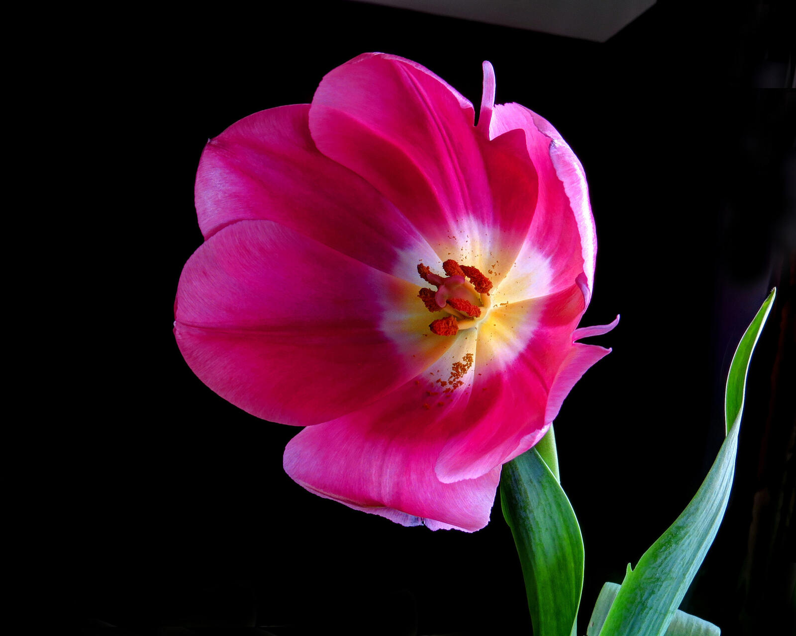 Обои Pink Tulip тюльпан цветок на рабочий стол