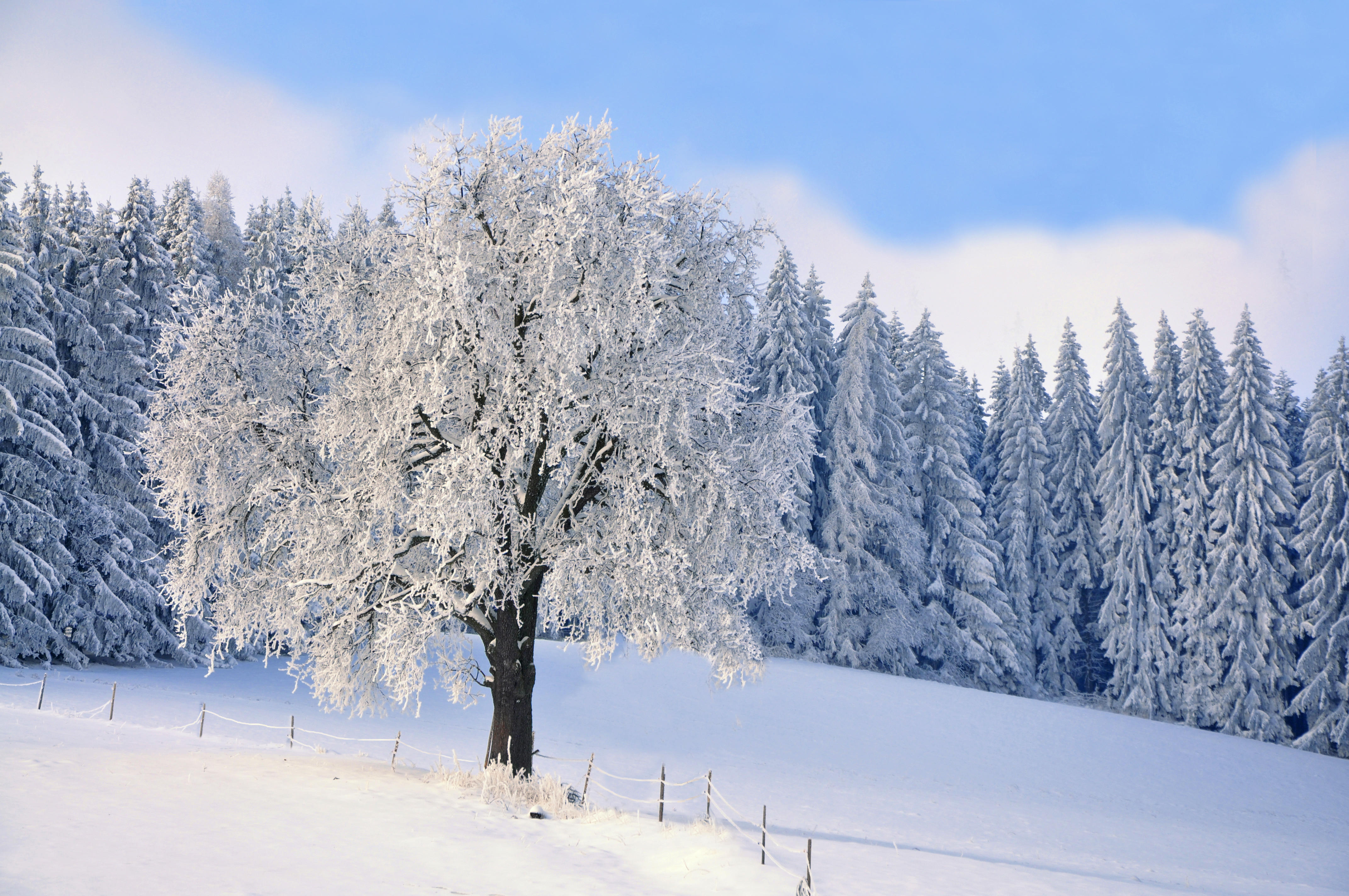 деревья снег зима trees snow winter бесплатно