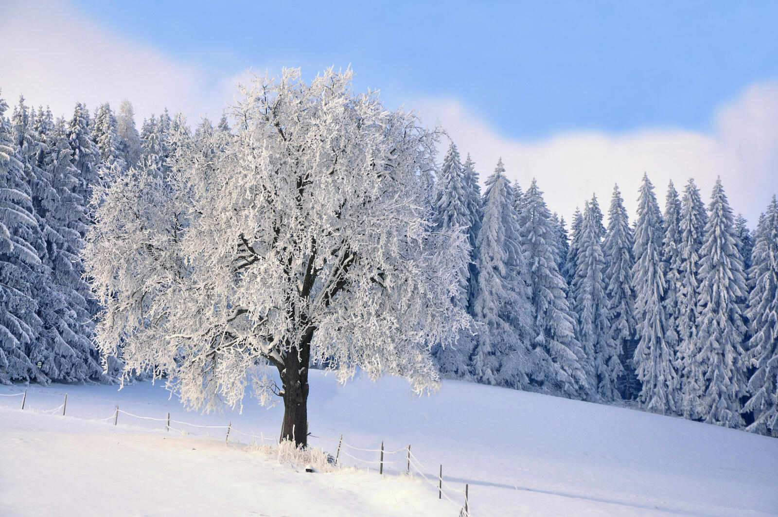 Бесплатное фото Картинки на тему зима, лес