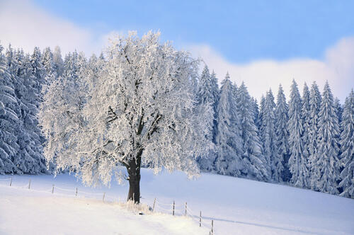 Картинки на тему зима, лес