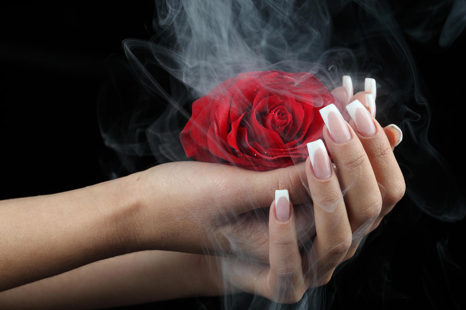 桌面上的壁纸玫瑰 手上 烟气