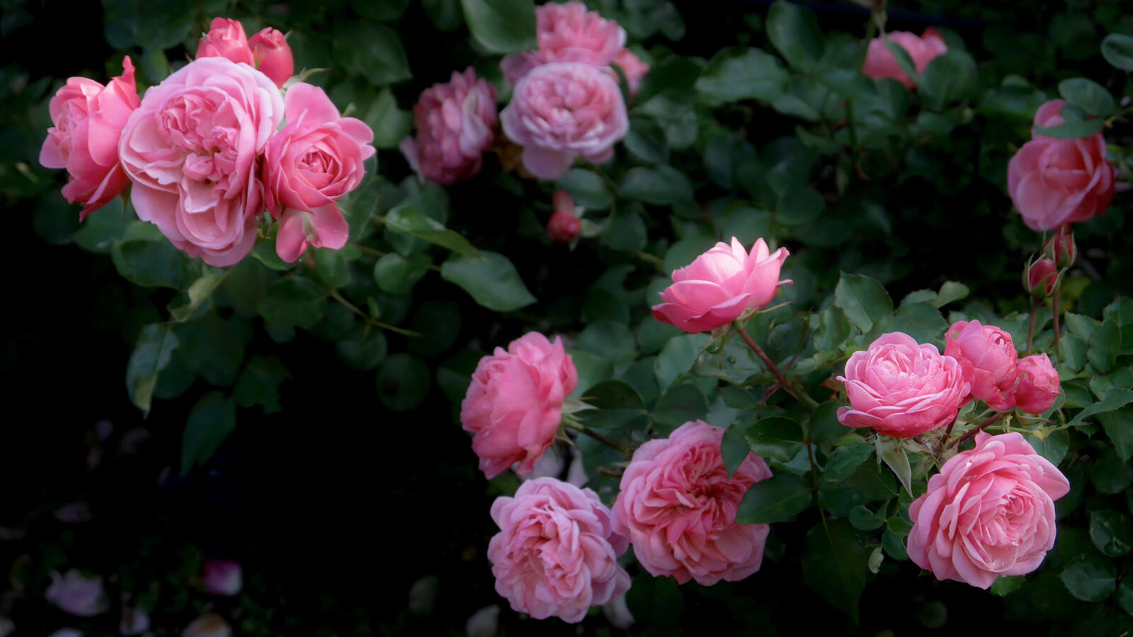 Обои цветы розовые розы маленькие цветы на рабочий стол