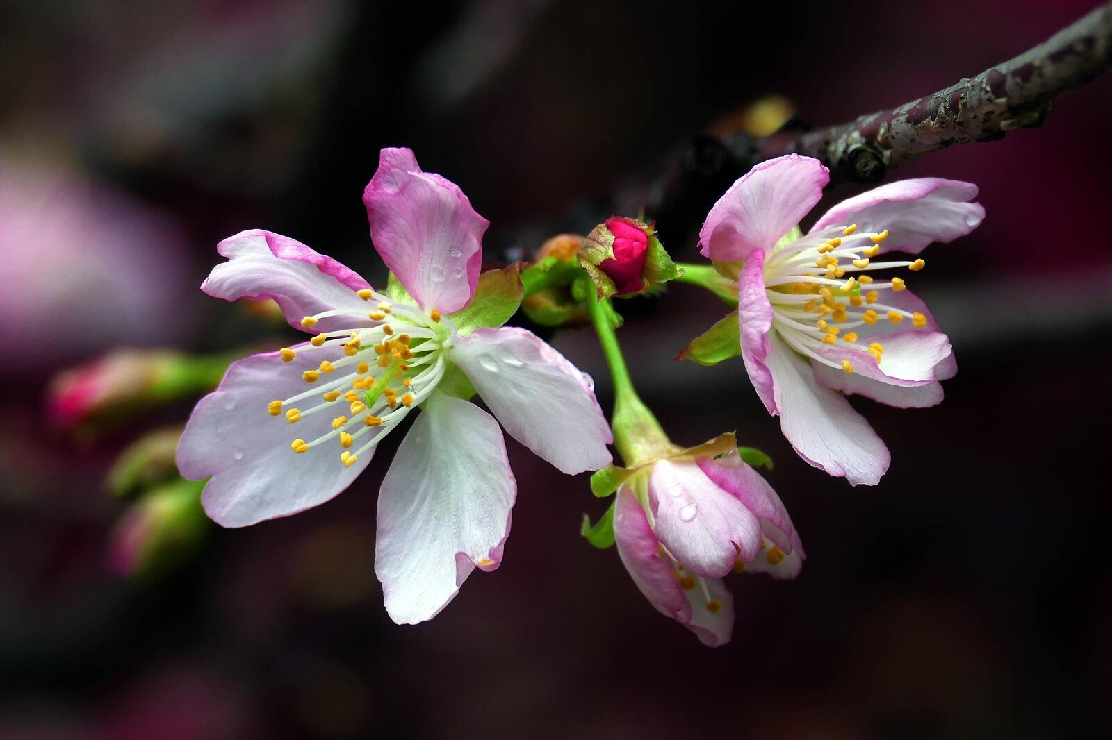 Обои цветы цветы вишни цветение на рабочий стол