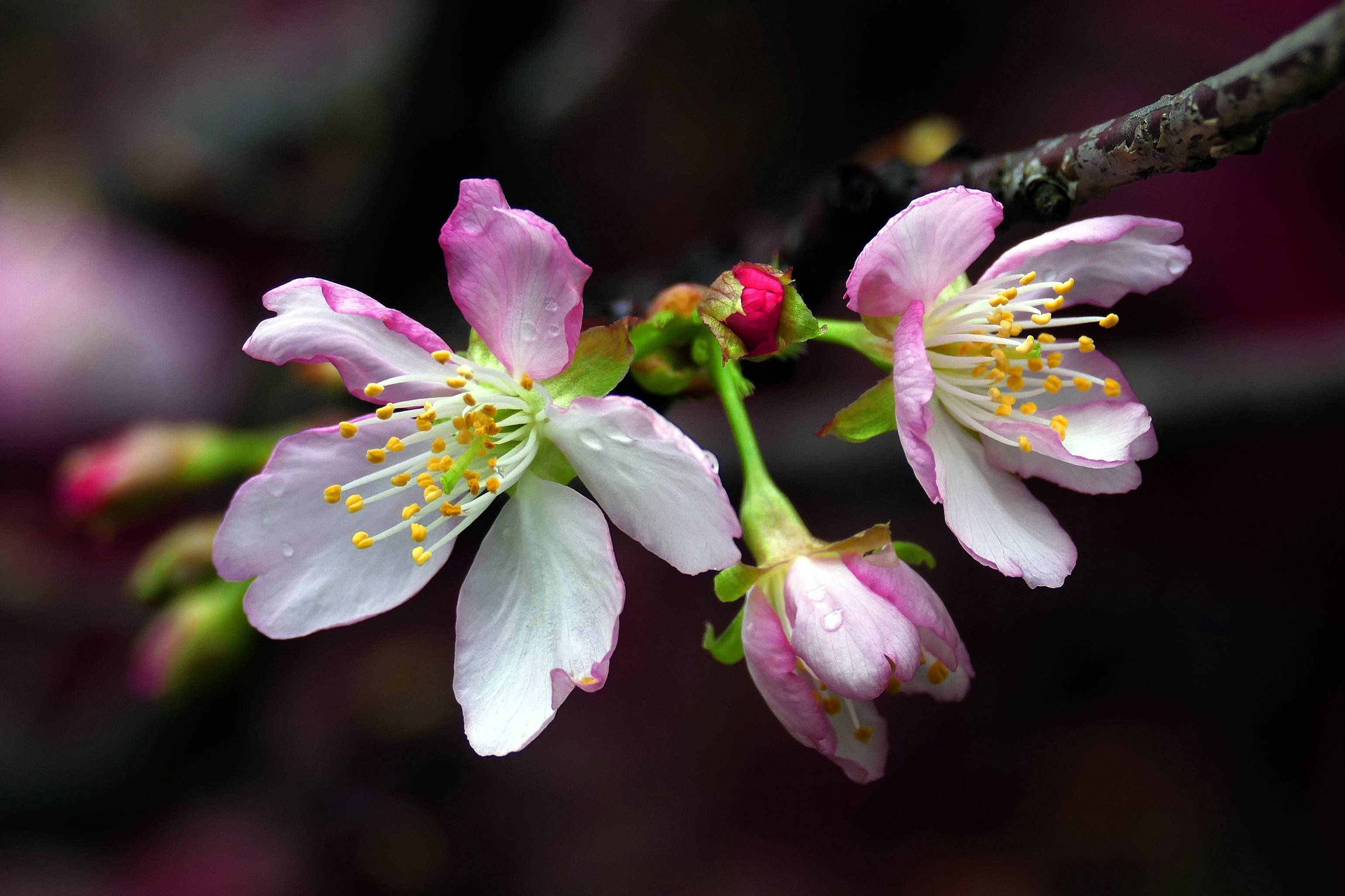 Blossom цветы. Цветение Сакуры цветы. Сакура цветение растения. Черри блоссом. Цветы вишня Сакура.
