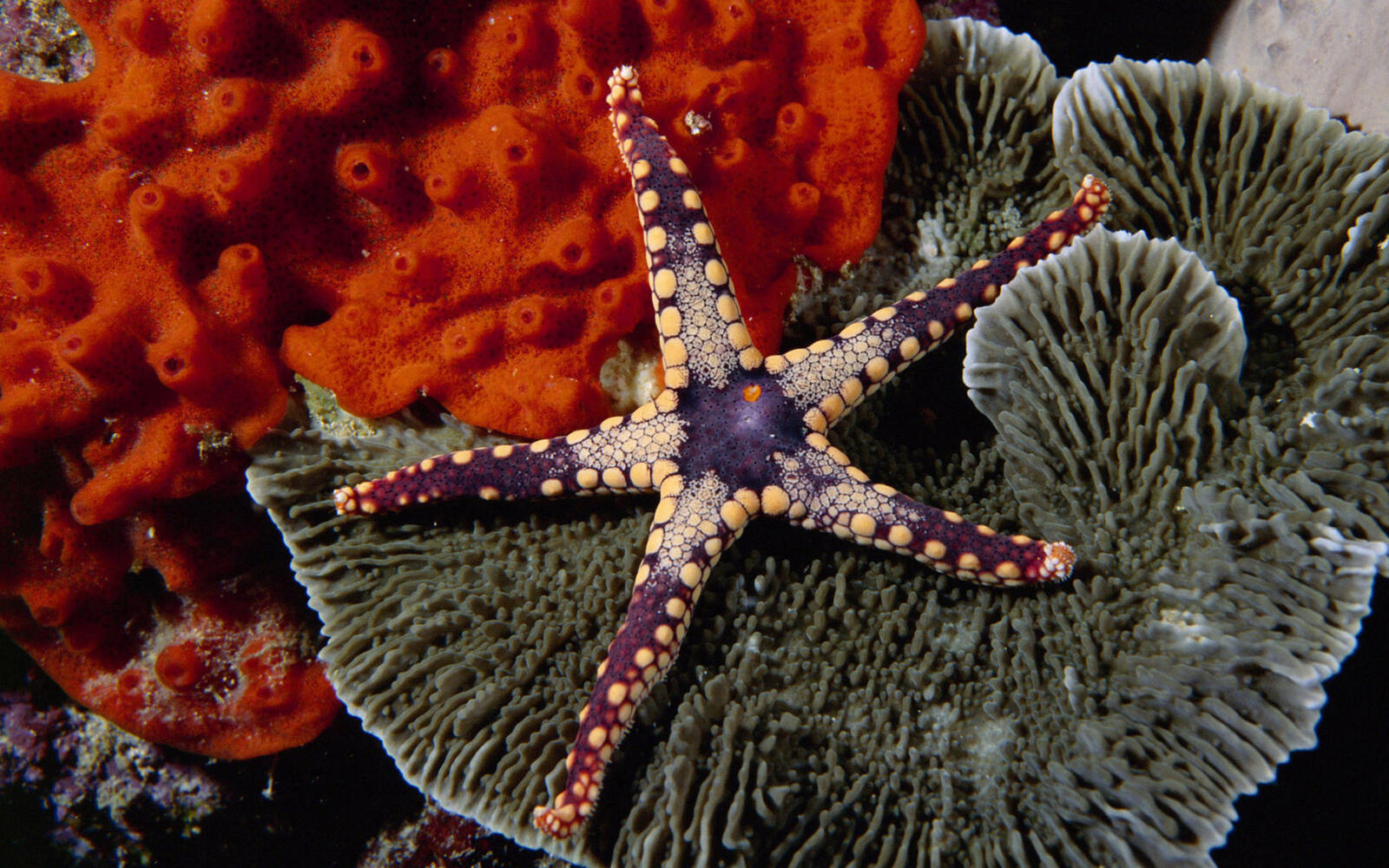 Обои морская звезда кораллы цветные на рабочий стол