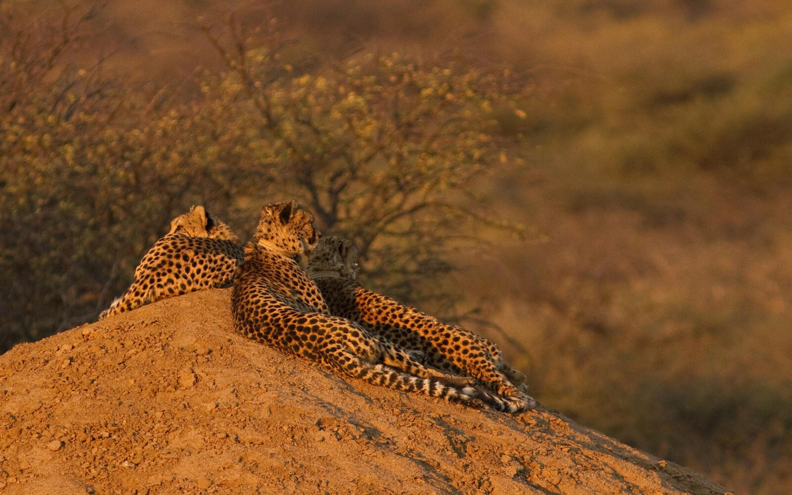 Wallpapers cheetahs couple rest on the desktop