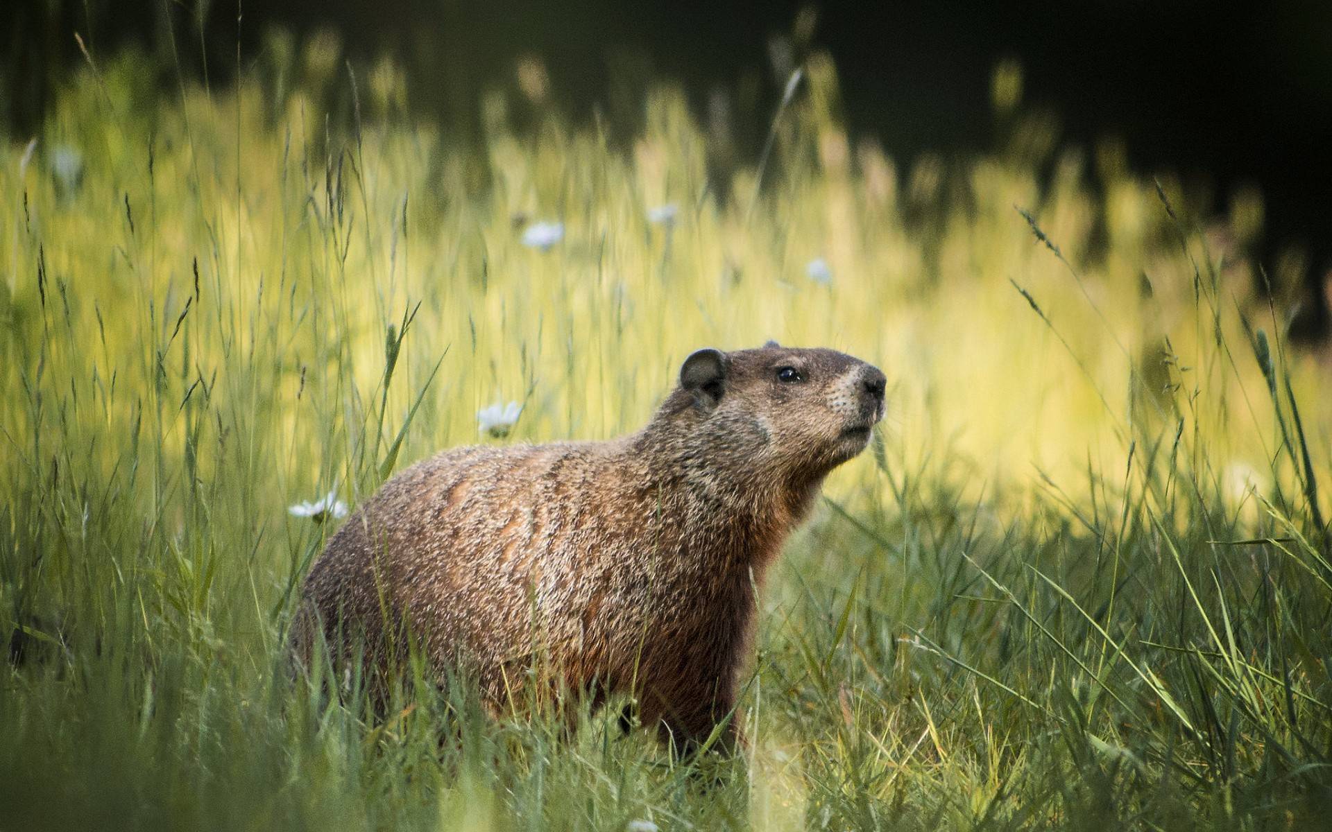 Wallpapers marmot rodent muzzle on the desktop