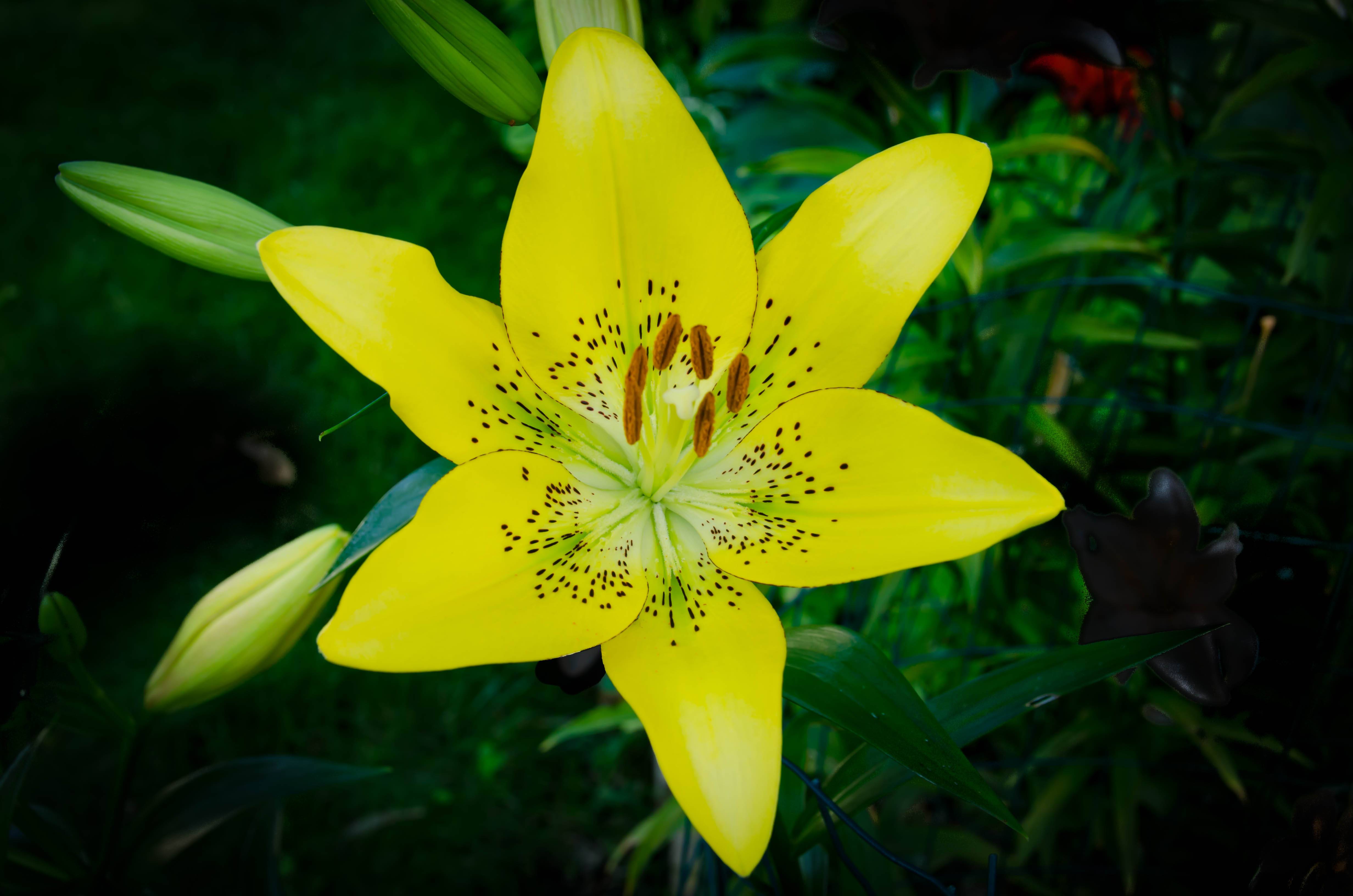 Фото лилия флора желтые бутоны - бесплатные картинки на Fonwall
