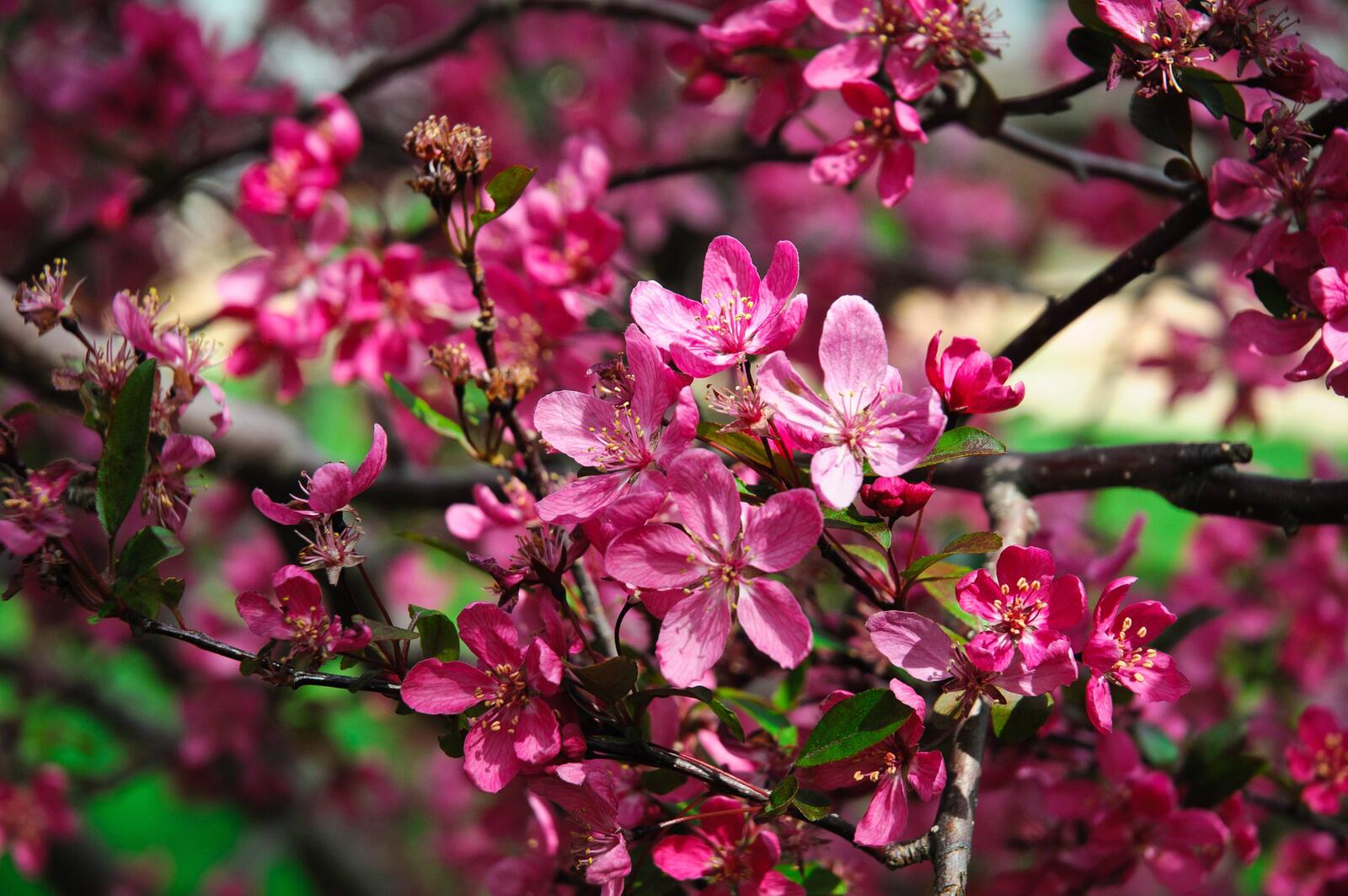 Обои ветки сакуры розовые цветы цветущее дерево на рабочий стол