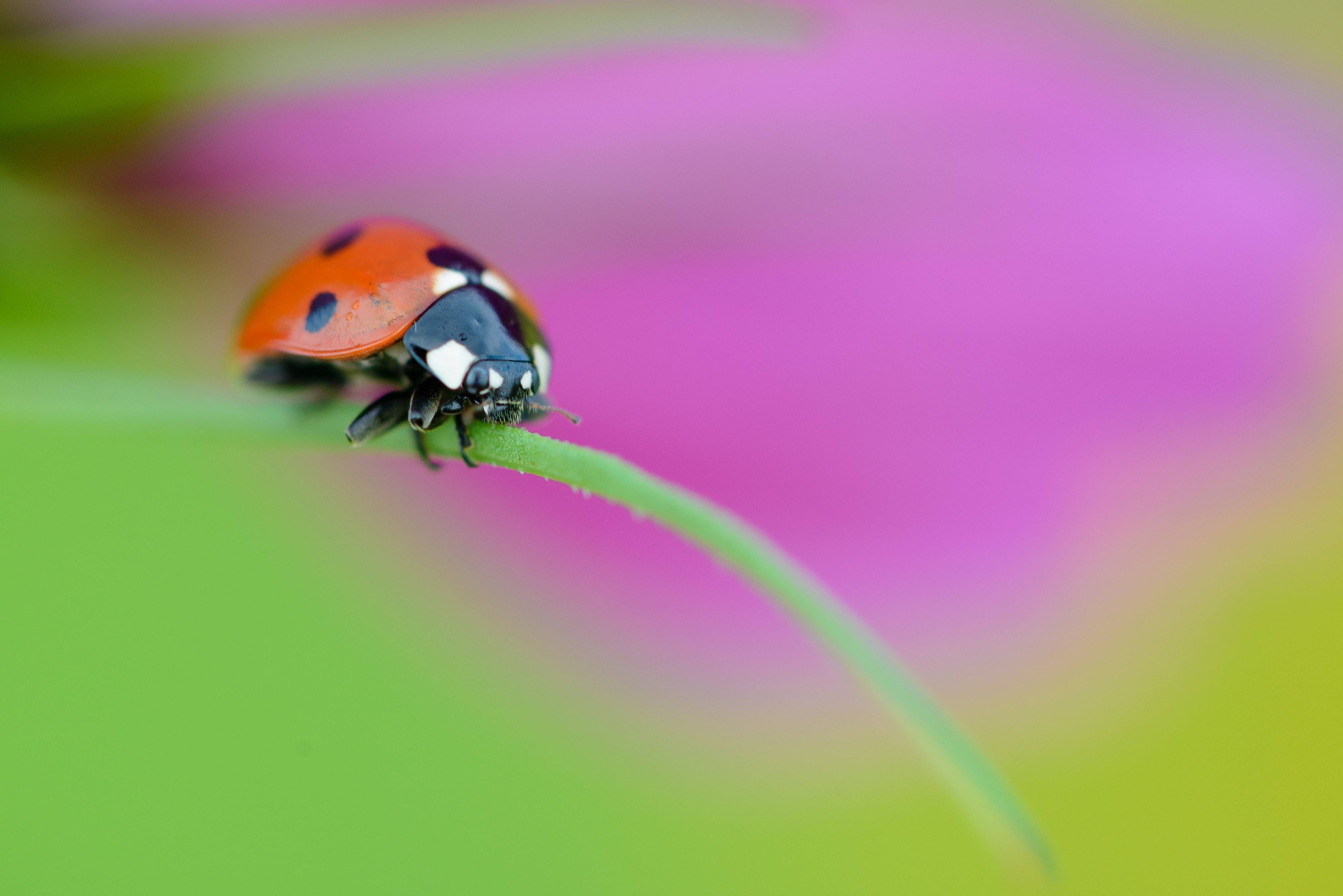 Wallpapers ladybug blade of grass macro on the desktop
