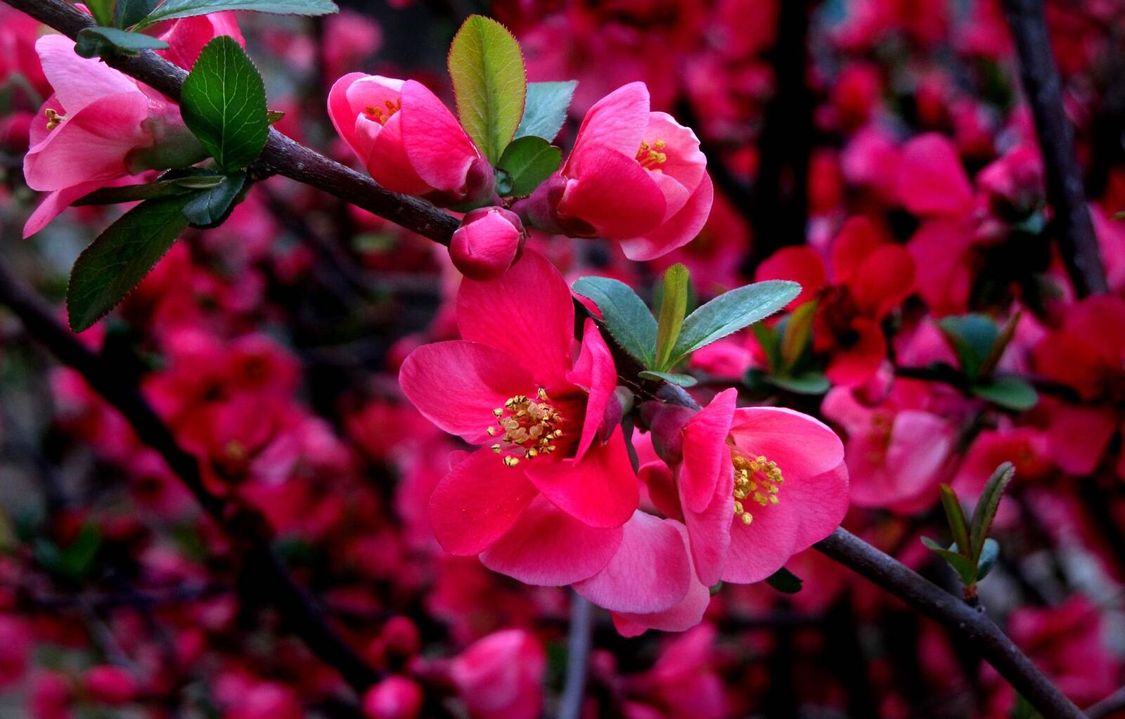 Обои sakura Cherry Blossoms ветка на рабочий стол