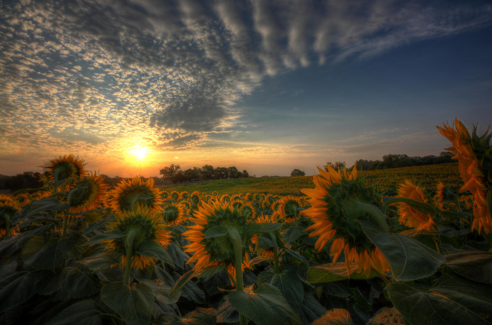 Wallpapers sunset sunny weather sunflowers on the desktop