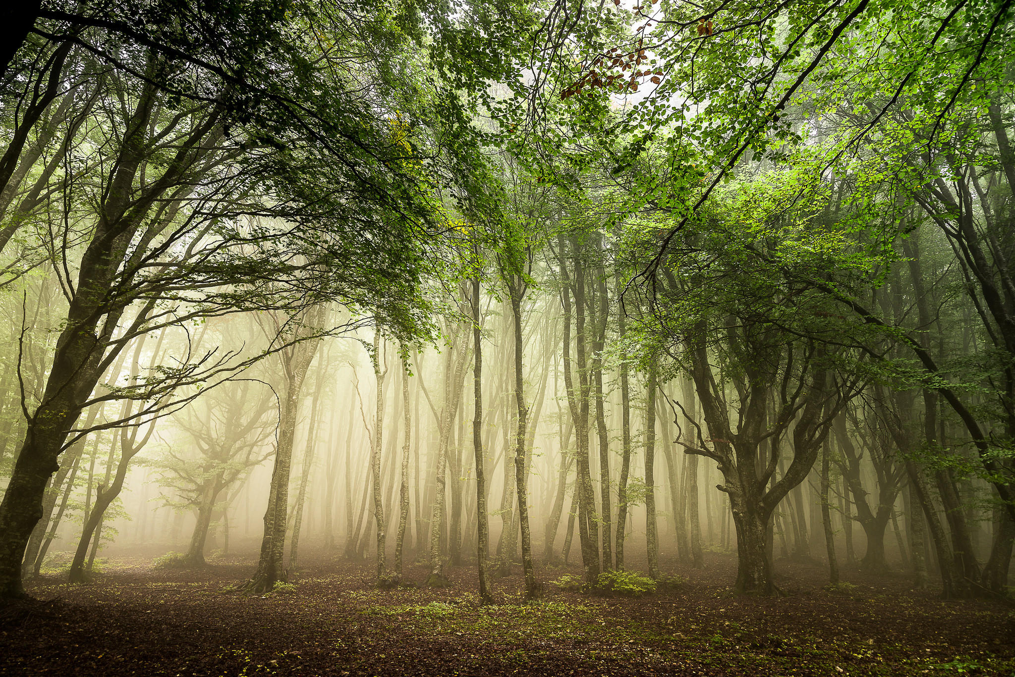 Обои туман в лесу лес деревья на рабочий стол