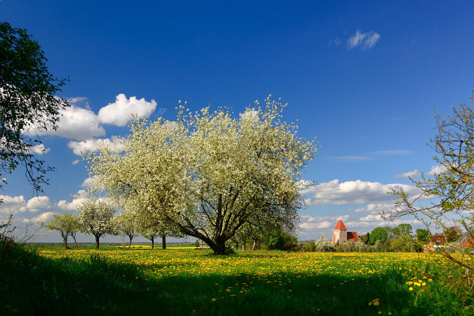Wallpapers field spring trees on the desktop