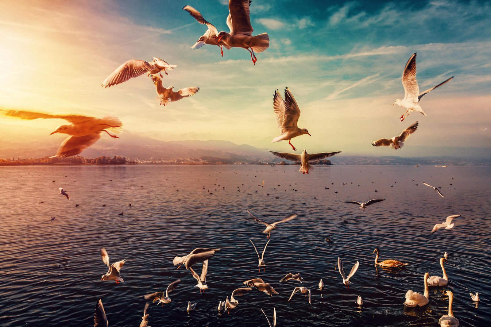 Wallpapers sunset gulls lake on the desktop