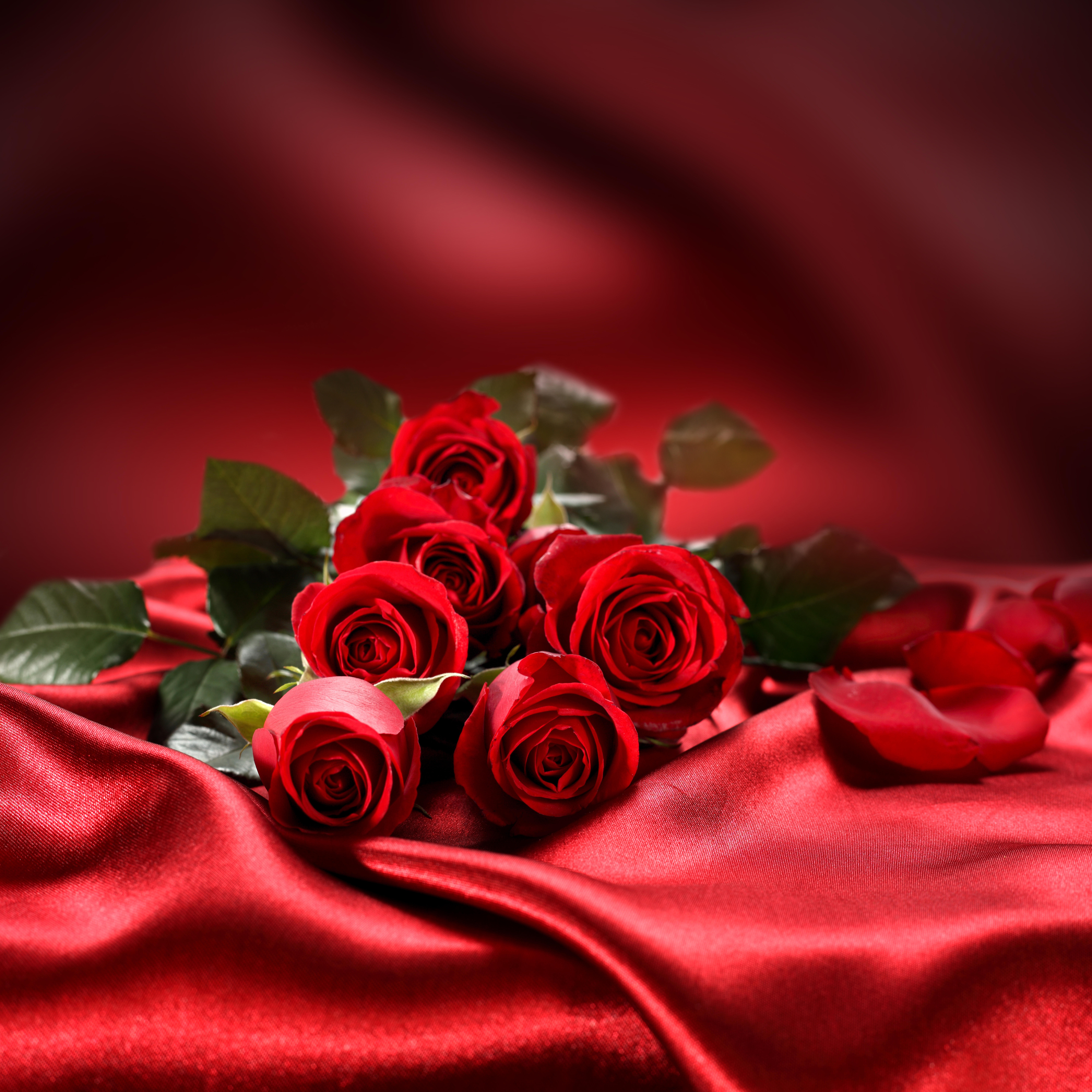 桌面上的壁纸玫瑰 美丽的花朵 花束