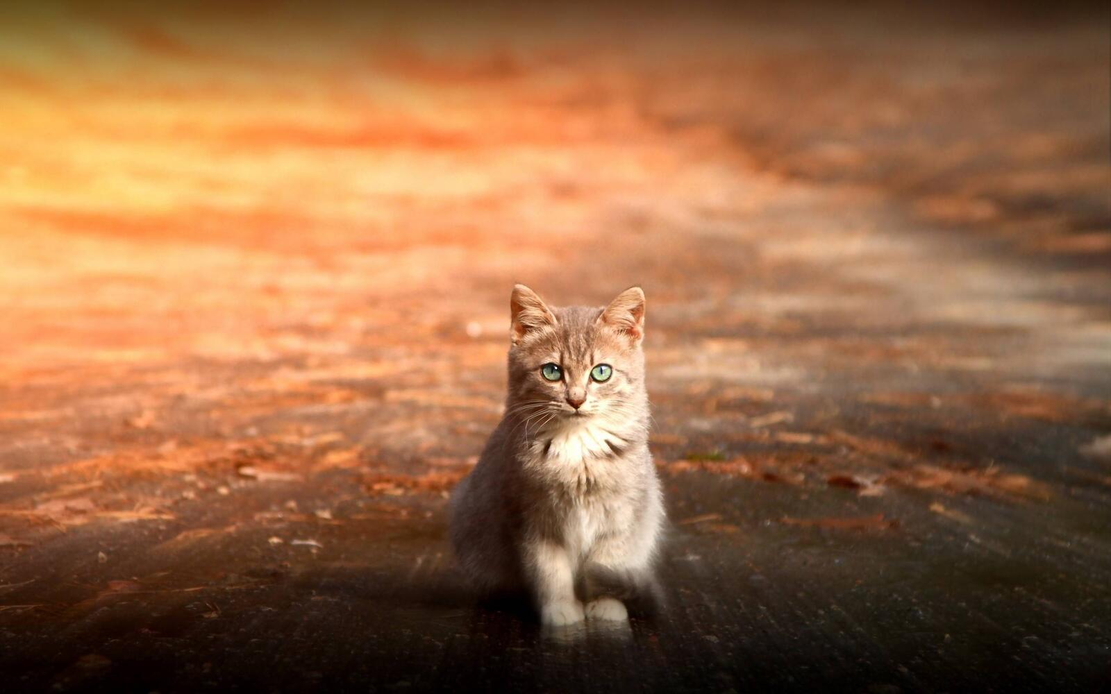Wallpapers the kitten on the road minimalism fluffy on the desktop