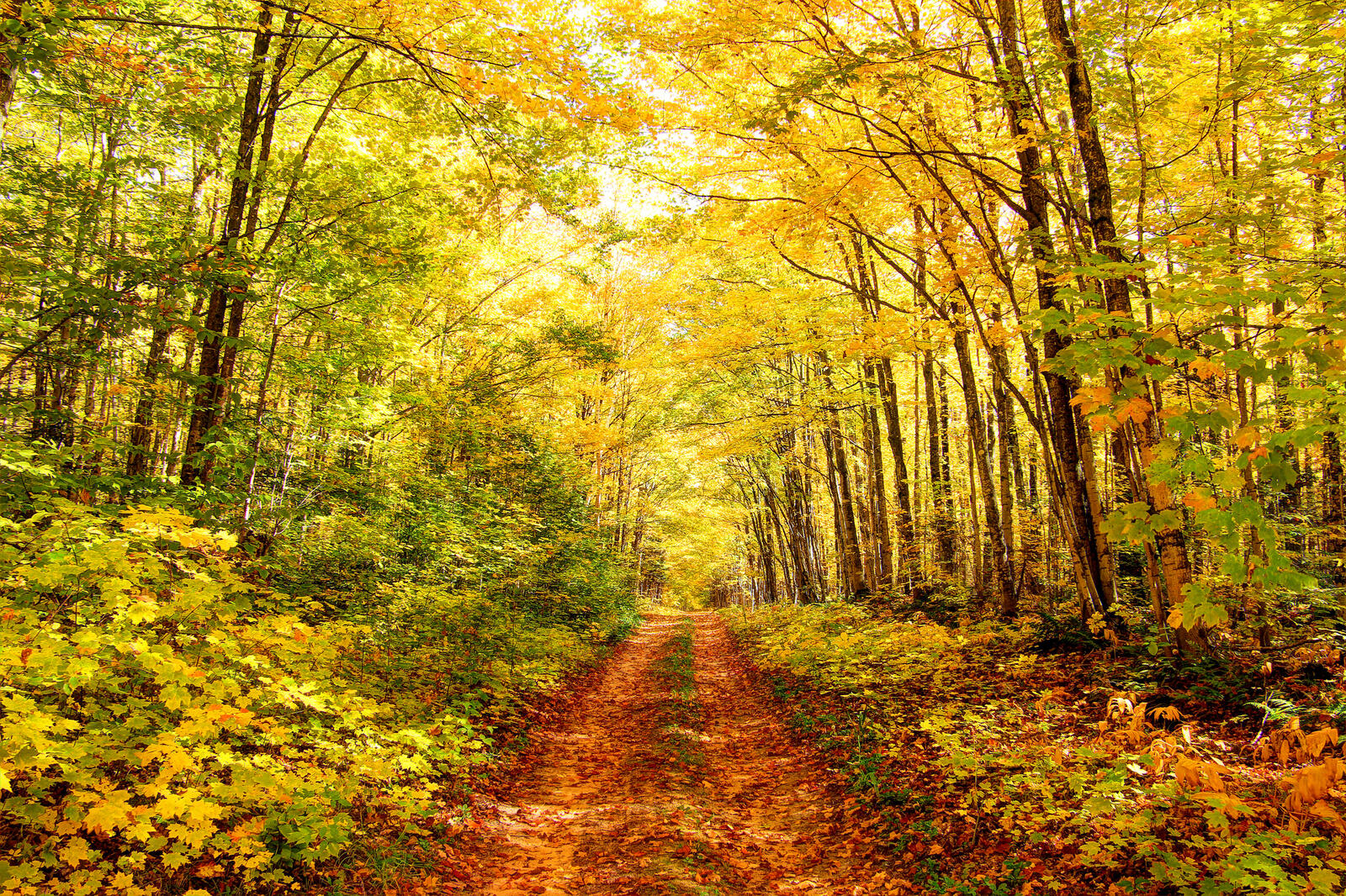 Wallpapers road in the forest nature autumn forest on the desktop