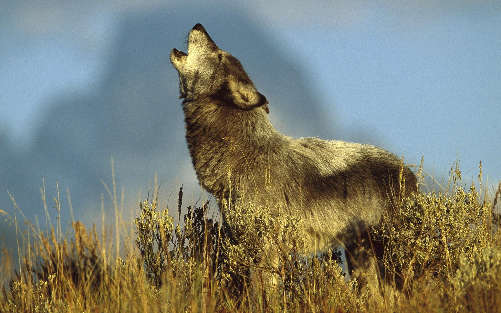 Wallpapers wolf predator howls on the desktop