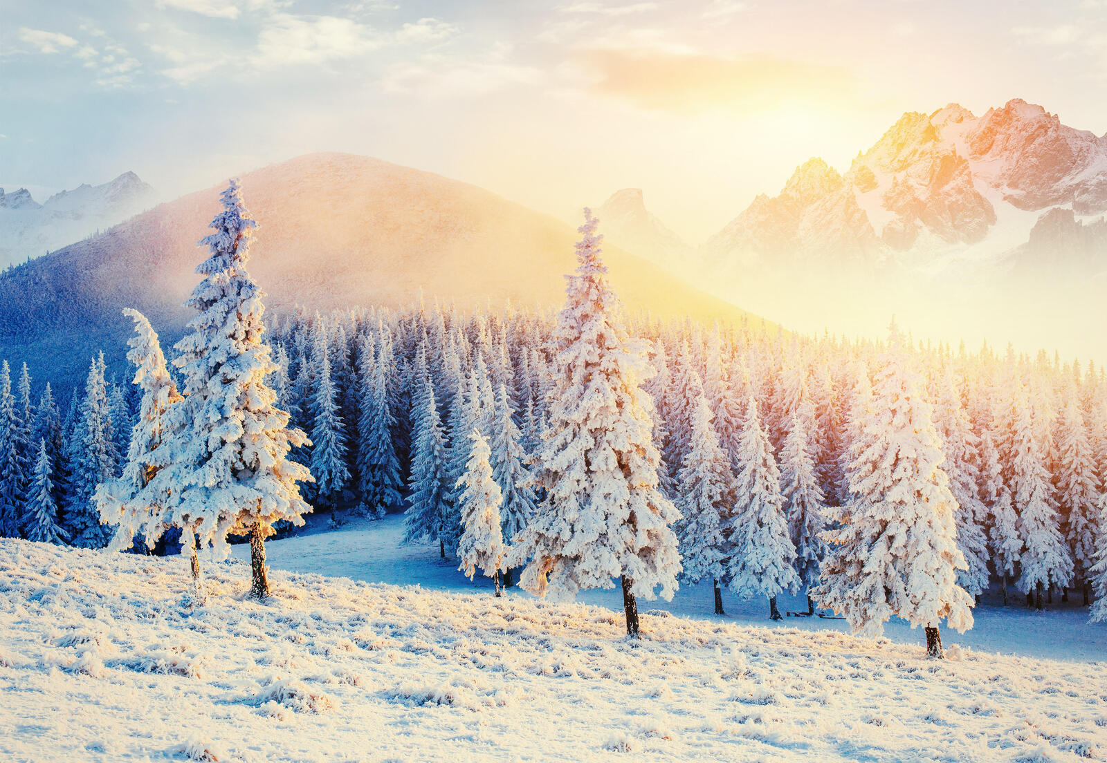 Wallpapers mountains snow on christmas trees trees on the desktop