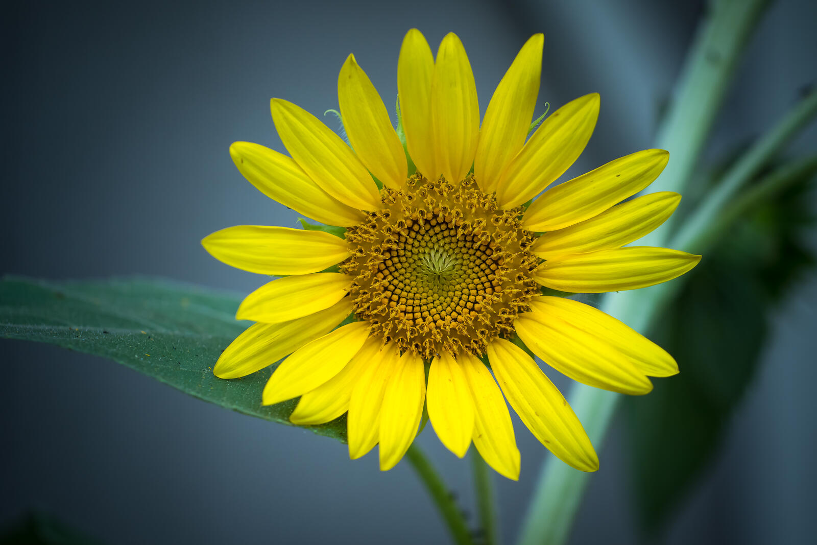 Wallpapers sunflower lonely flower flower on the desktop