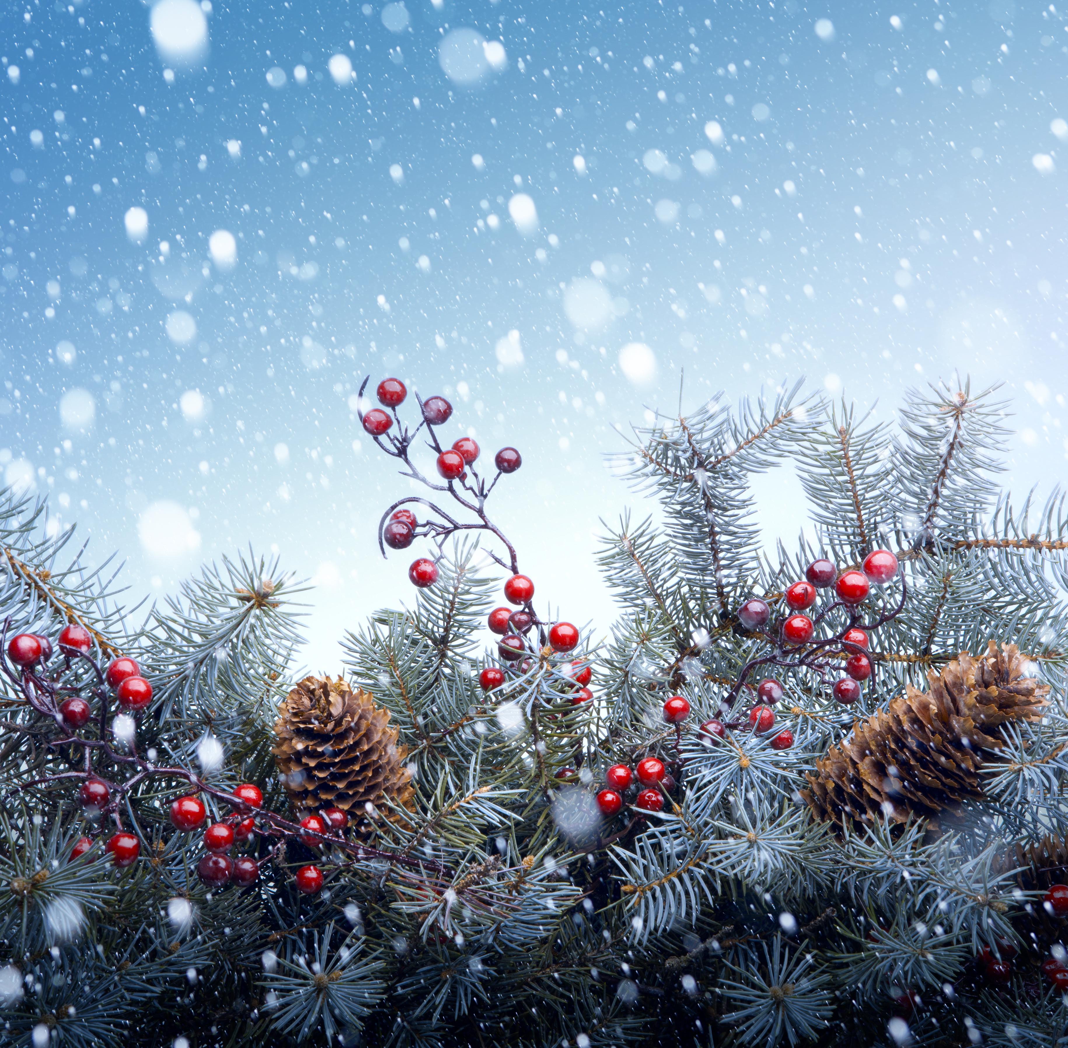Photo free Christmas, tree, snow