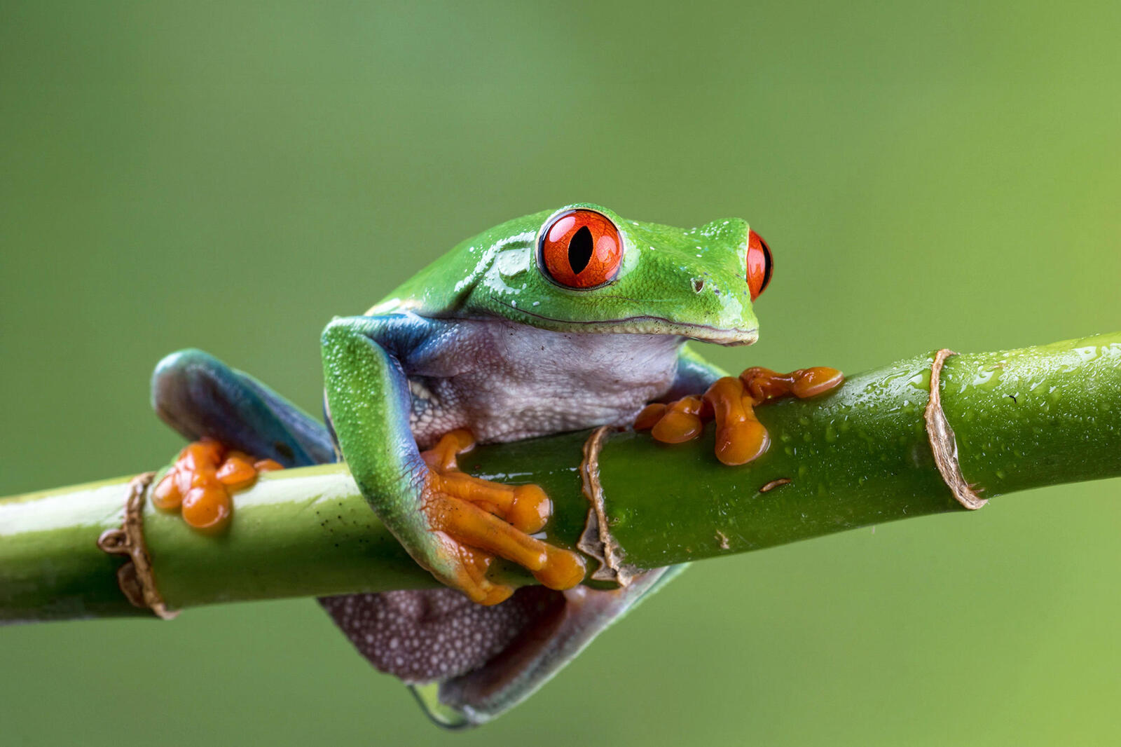 Wallpapers branch frog big eyes on the desktop