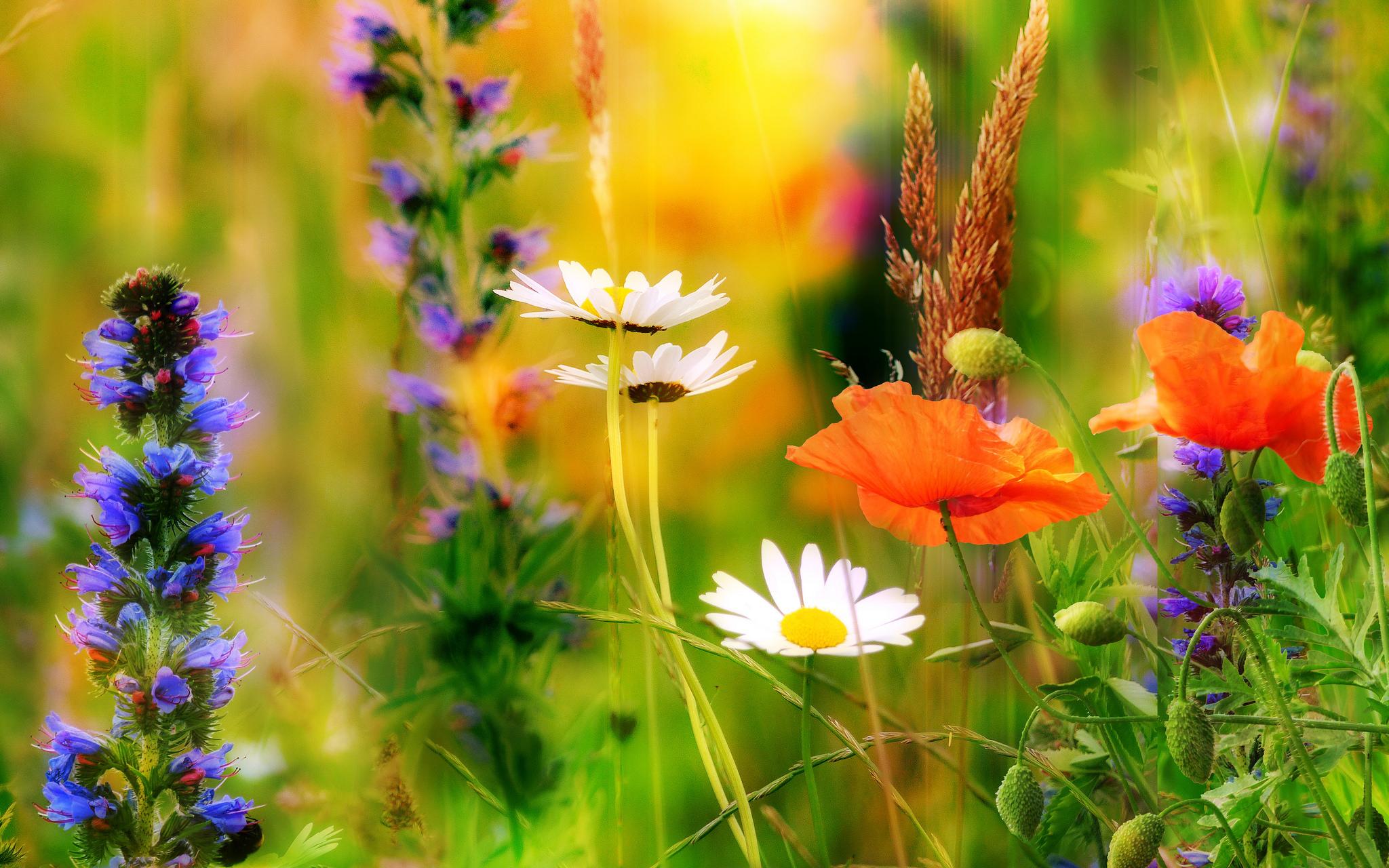 Flower nature. Витекс полевой цветок. Летние цветы. Летние полевые цветы. Лето.