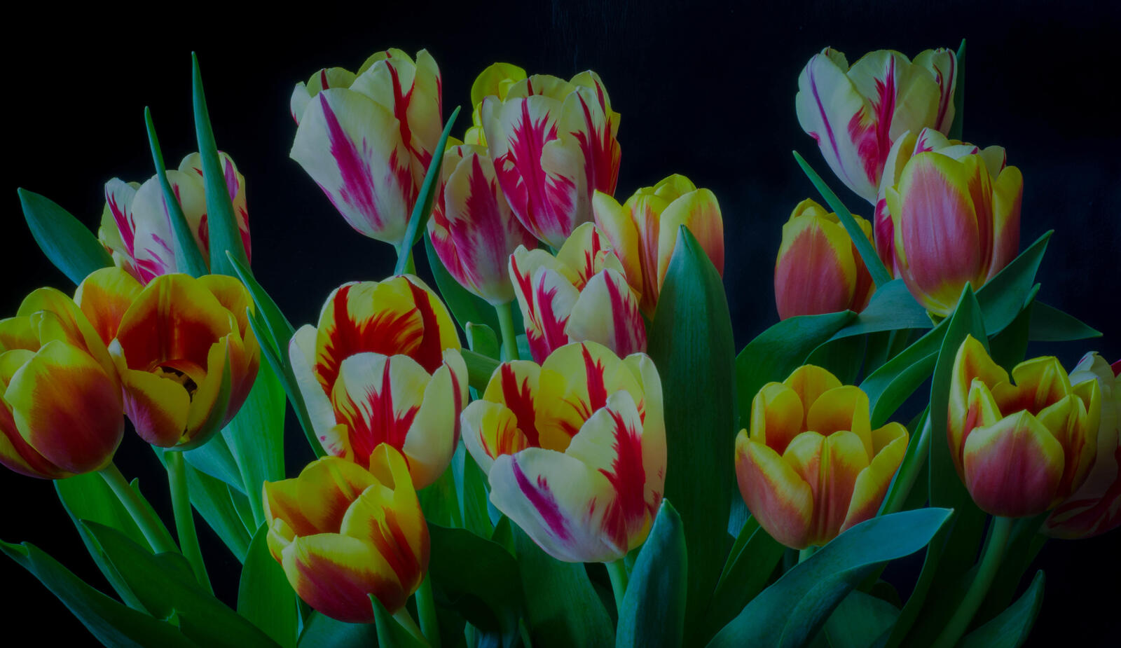 Wallpapers tulips big bouquet green leaves on the desktop
