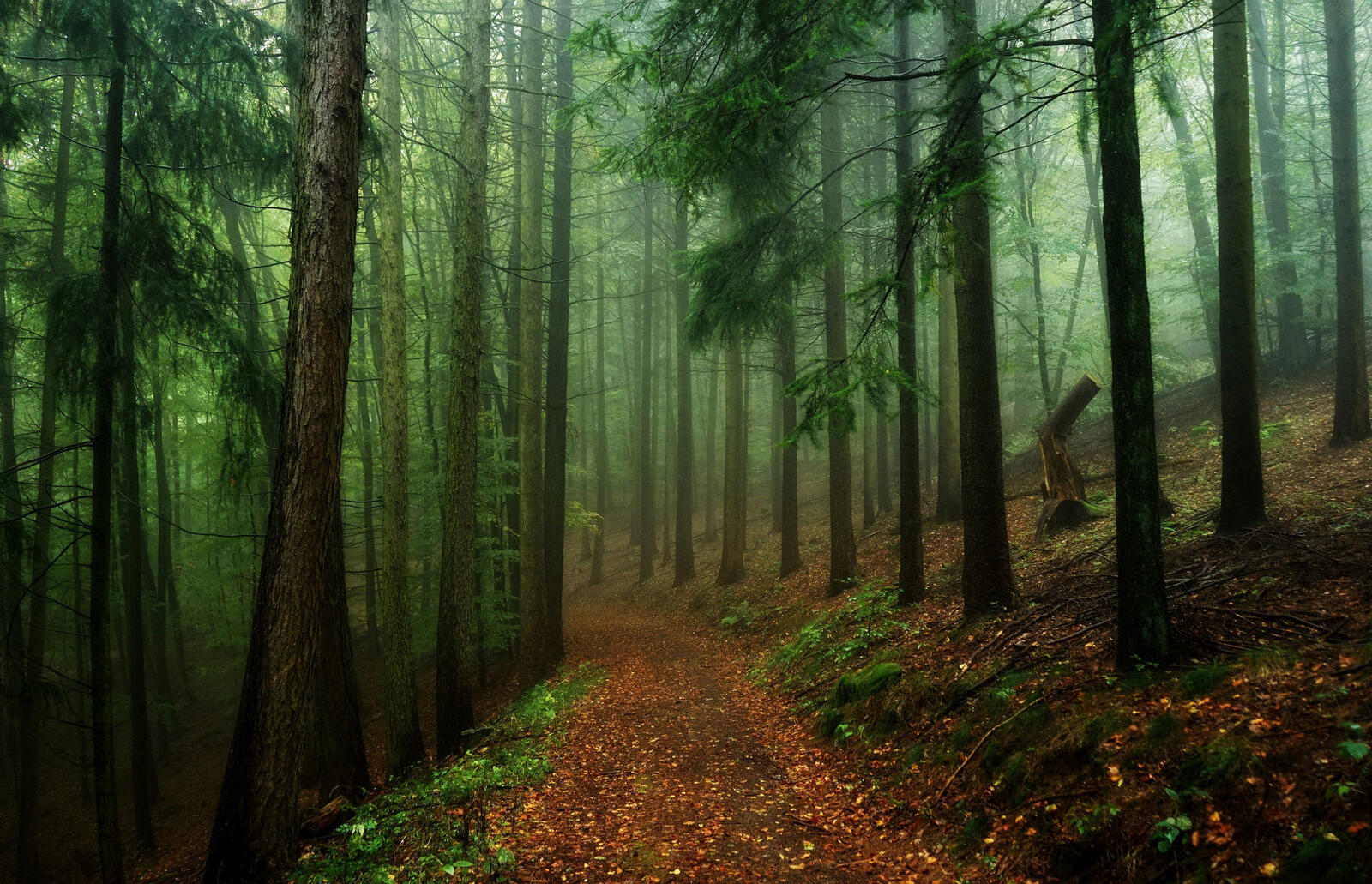 Wallpapers coniferous forest gloomy forest nature on the desktop