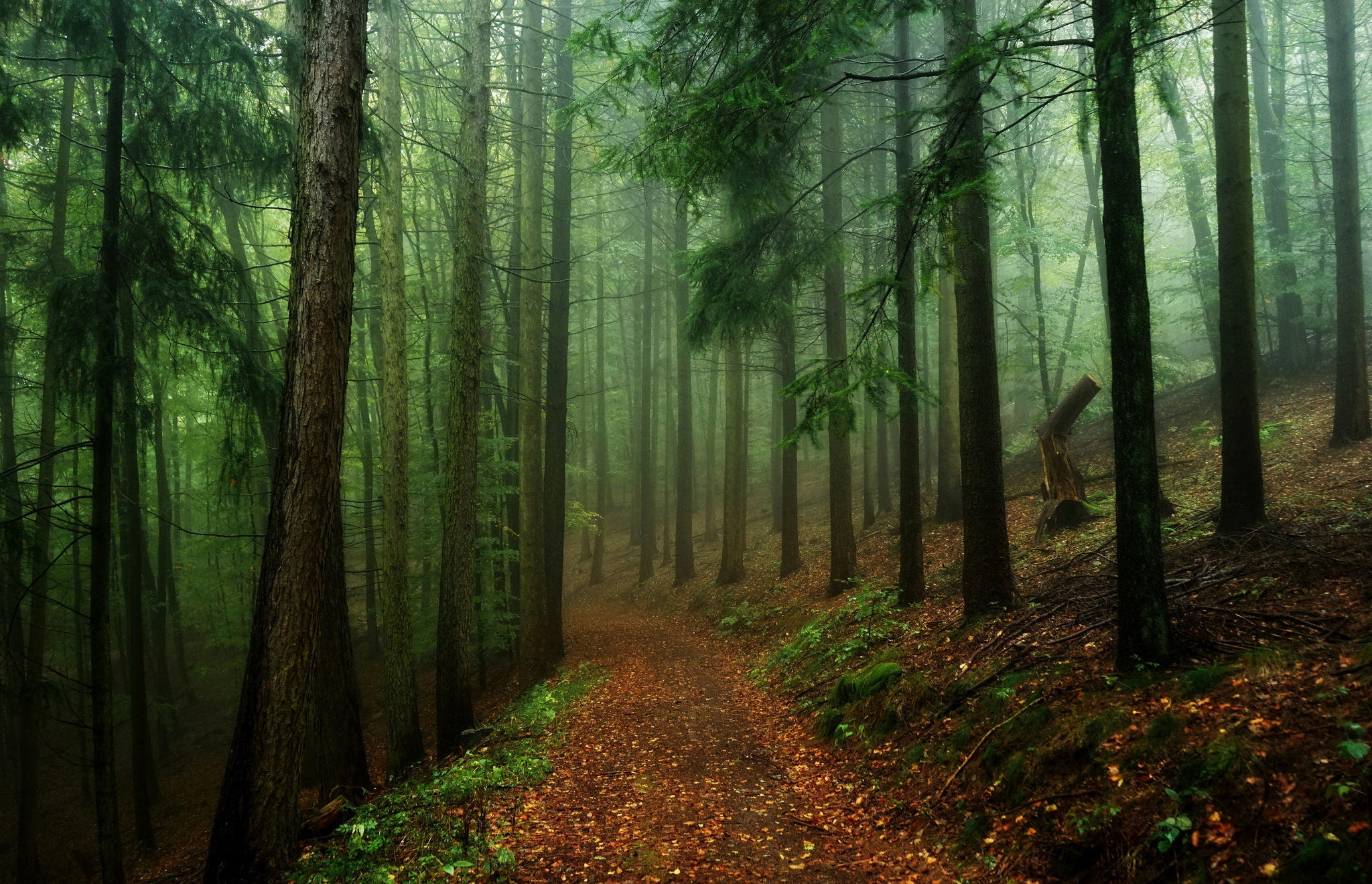 Фото бесплатно хвойный лес, мрачный лес, природа