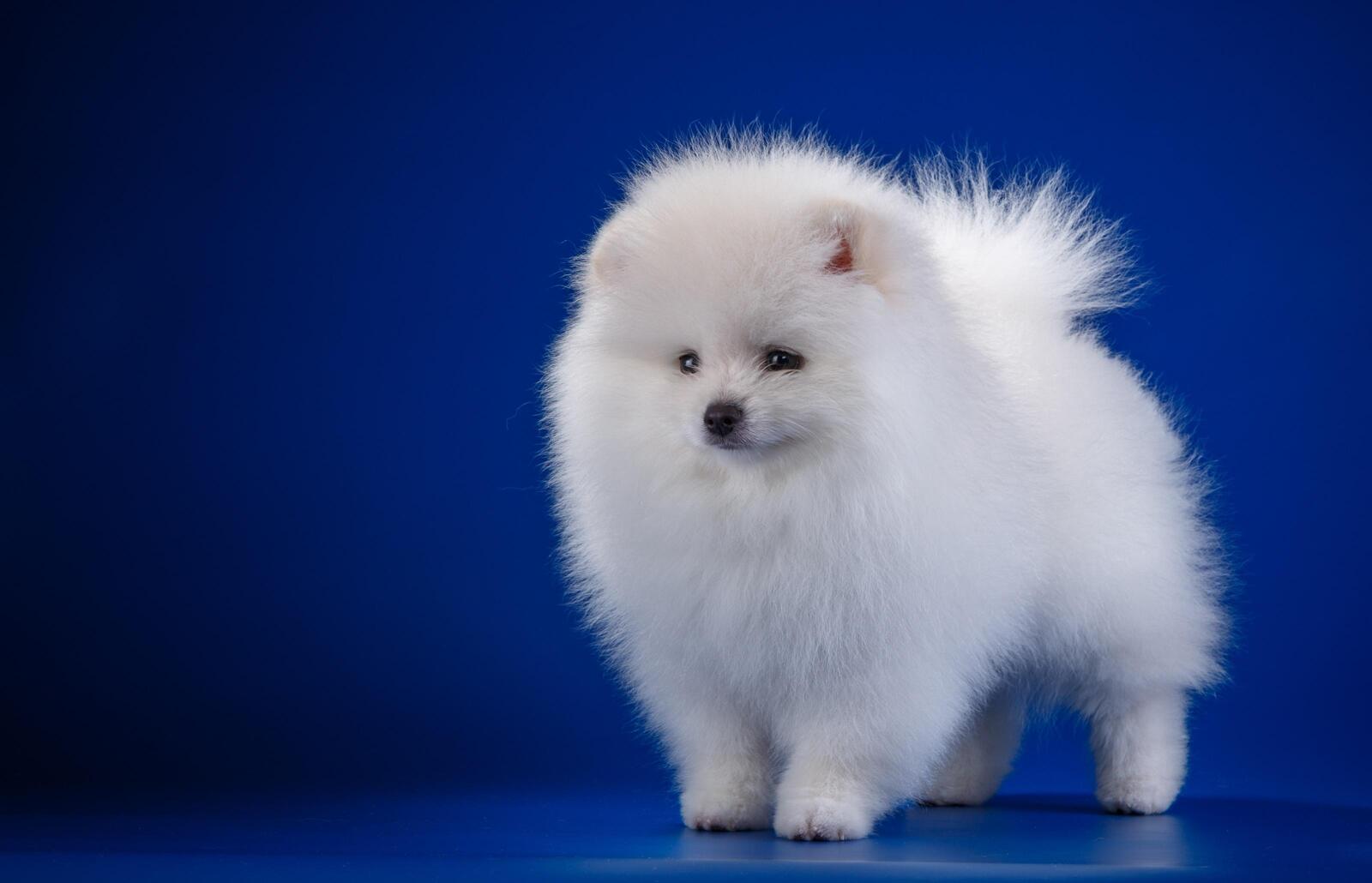 Обои белая белизна щенка собаки Pomeranian на рабочий стол